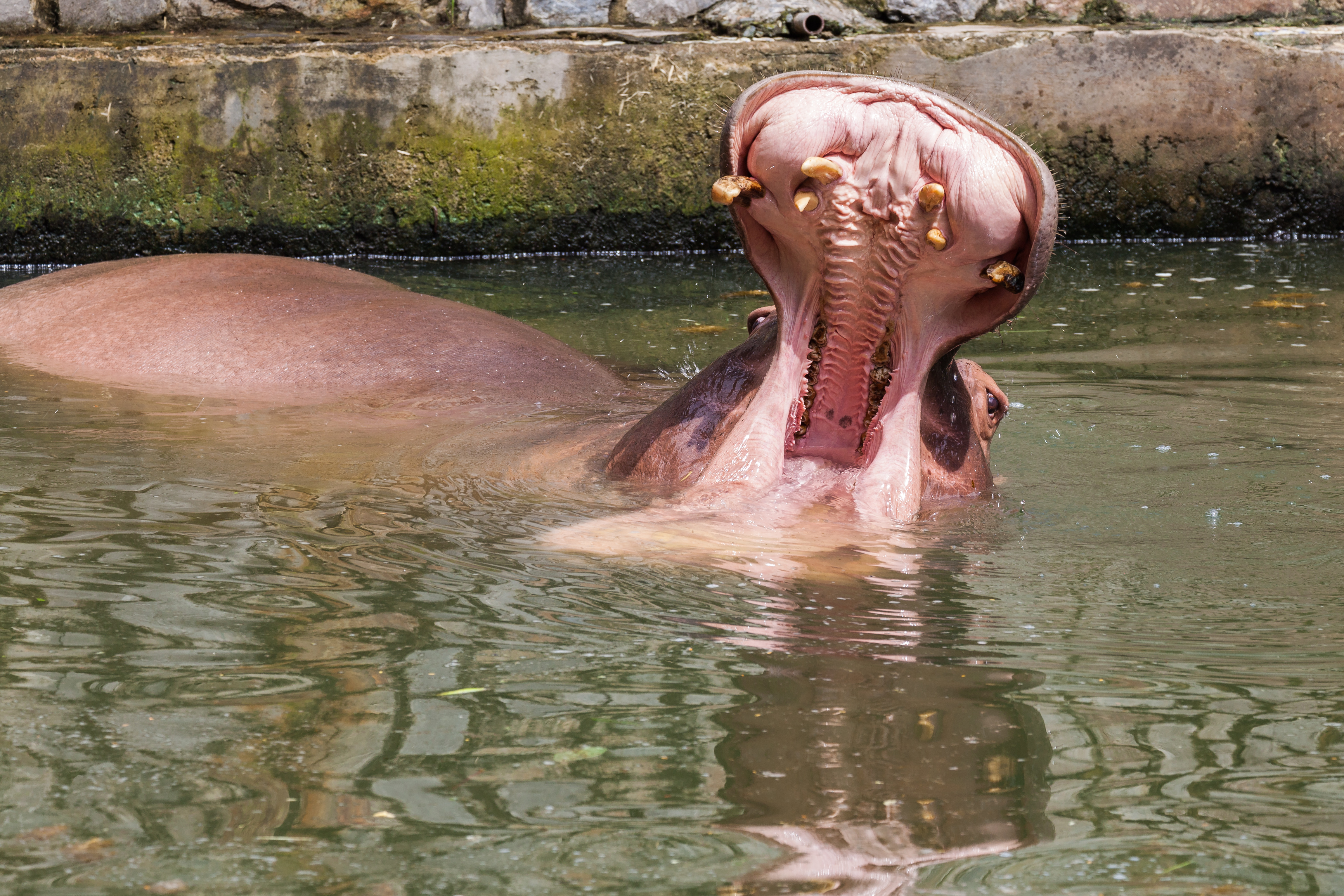 Hipopótamo (Hippopotamus amphibius), Zoo de Ciudad Ho Chi Minh, Vietnam, 2013-08-14, DD 04