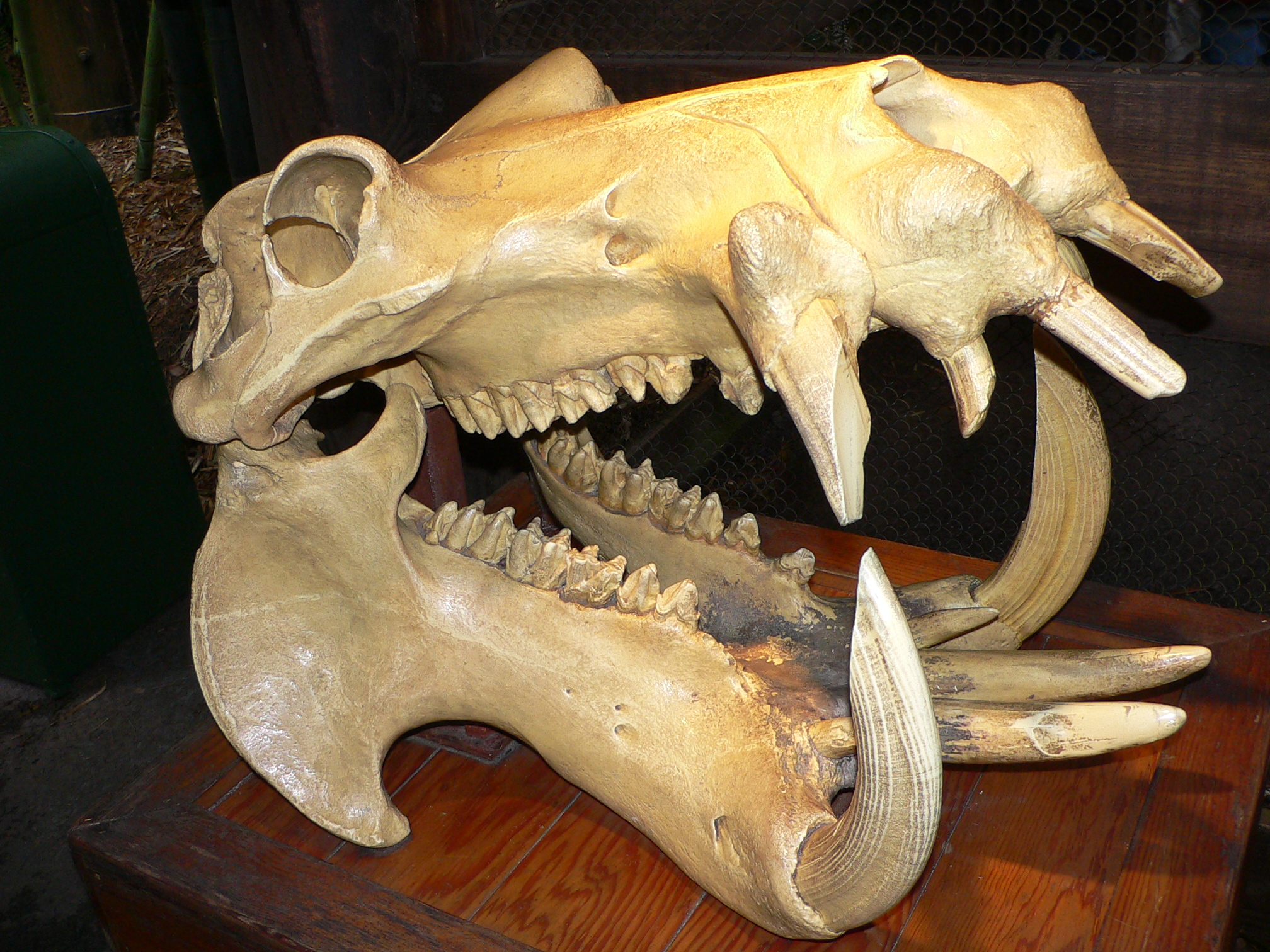 Hippo skull