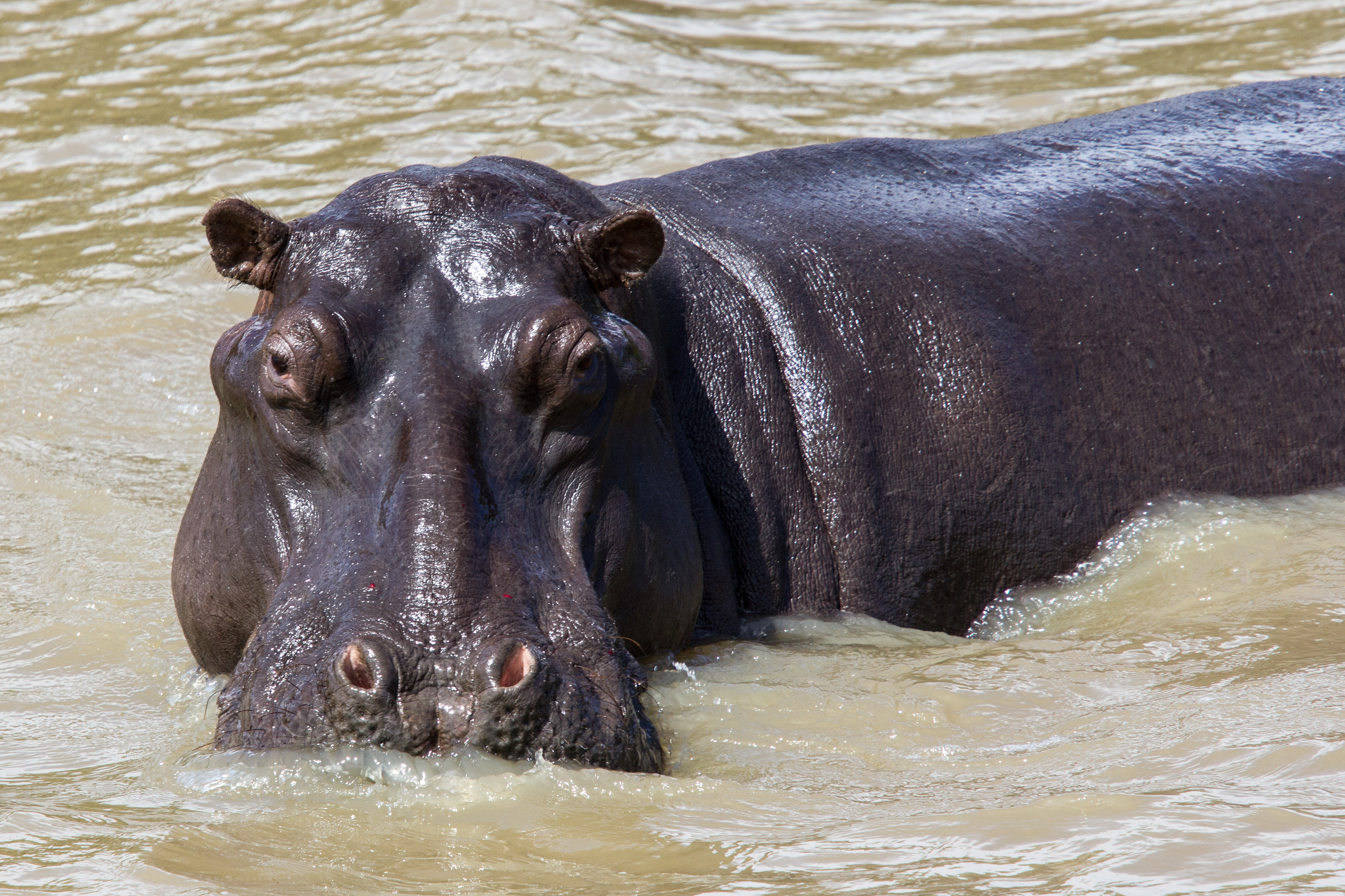 Hippopotamus at St.Lucia