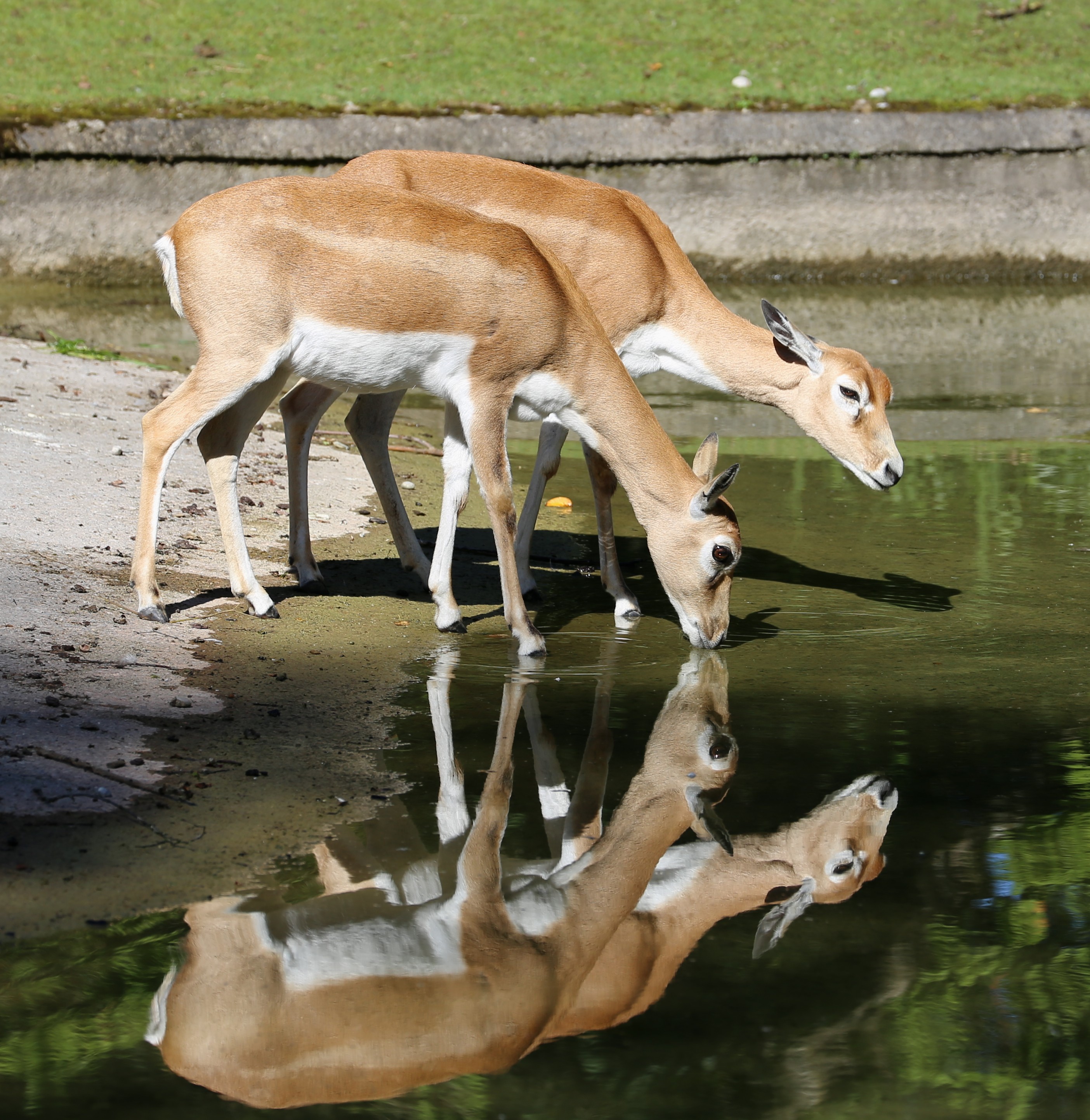 Hirschziegenantilope Antilope cervicapra Tierpark Hellabrunn-27