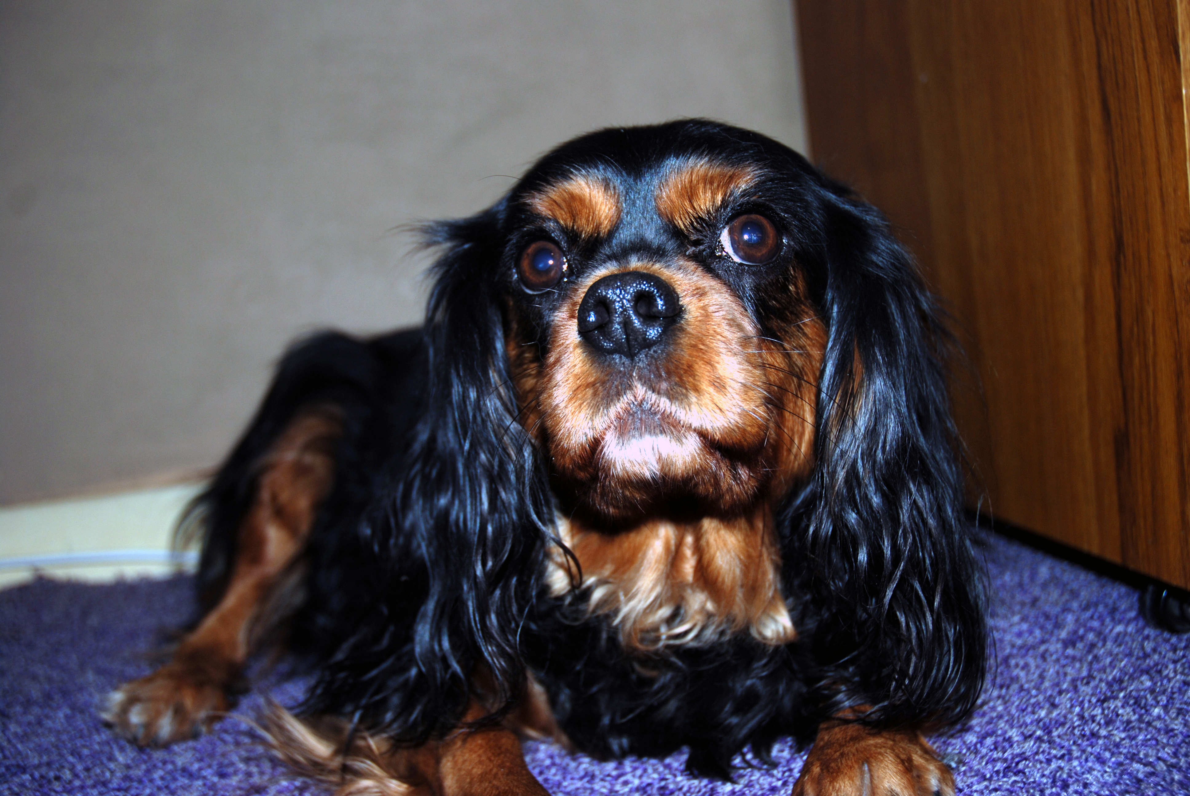 Holly (2321613271)