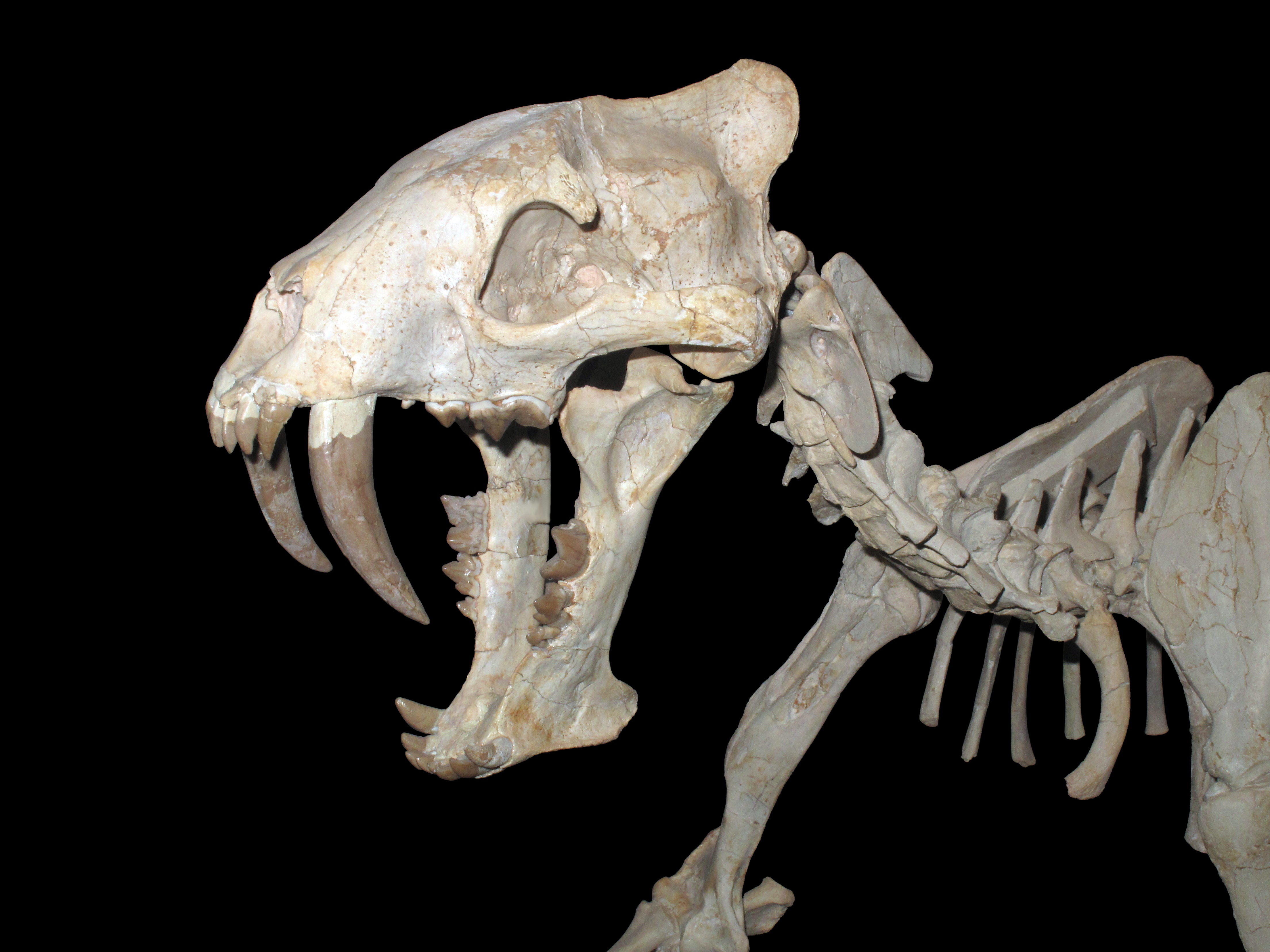 Hoplophoneus primevus IMG 4446