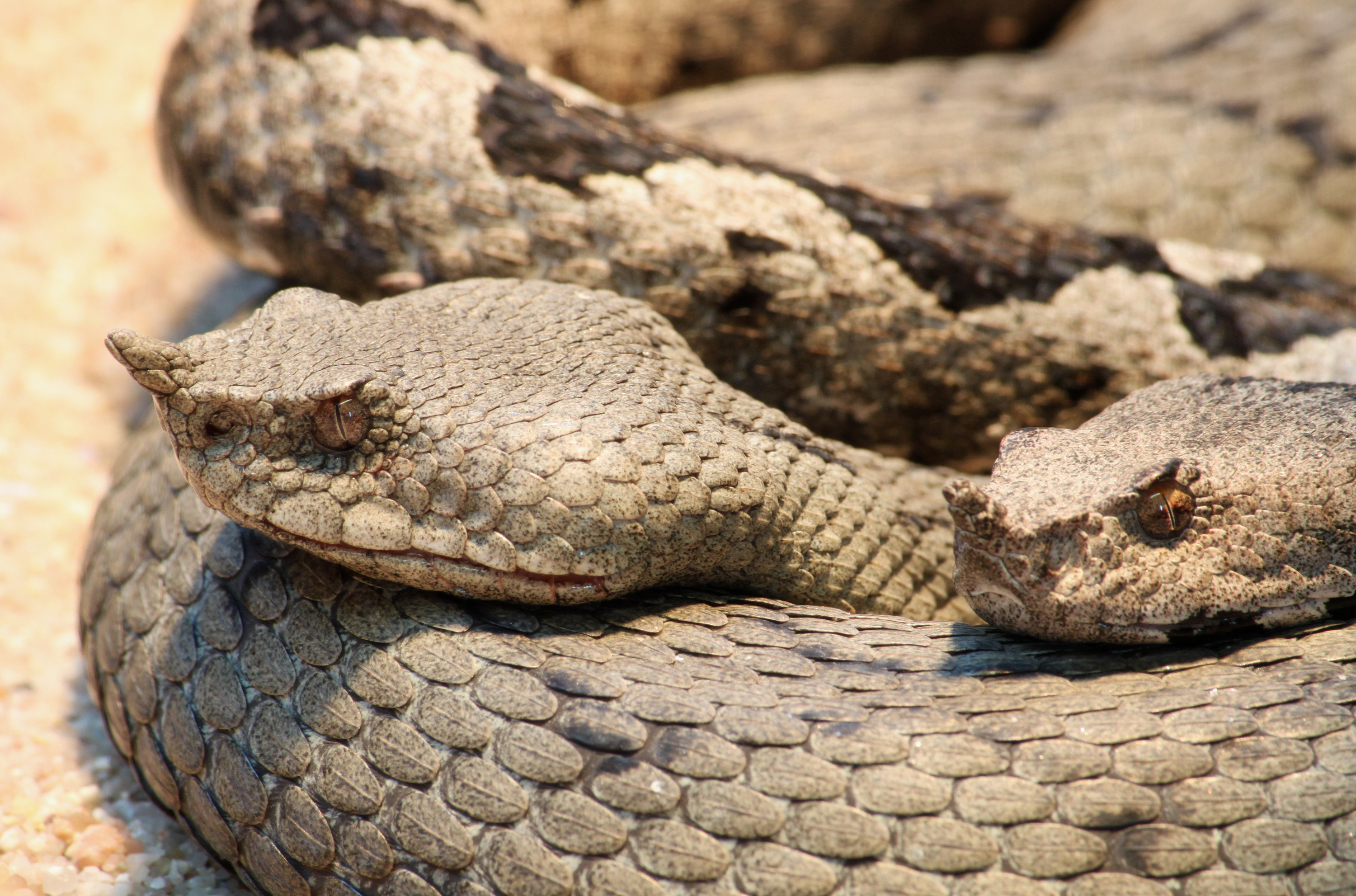 Hornotter Vipera ammodytes