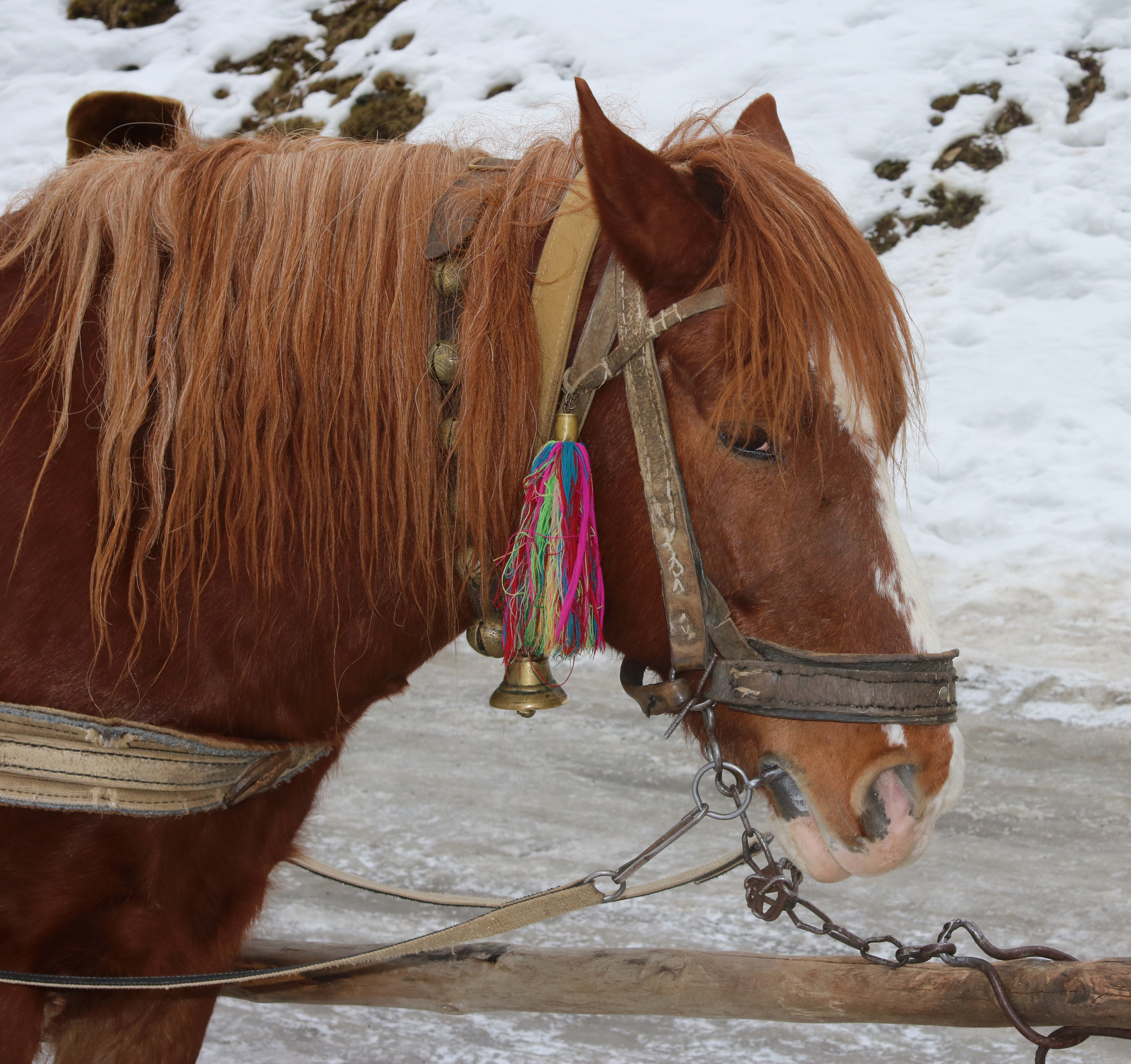 Horse closeup 2017 G1