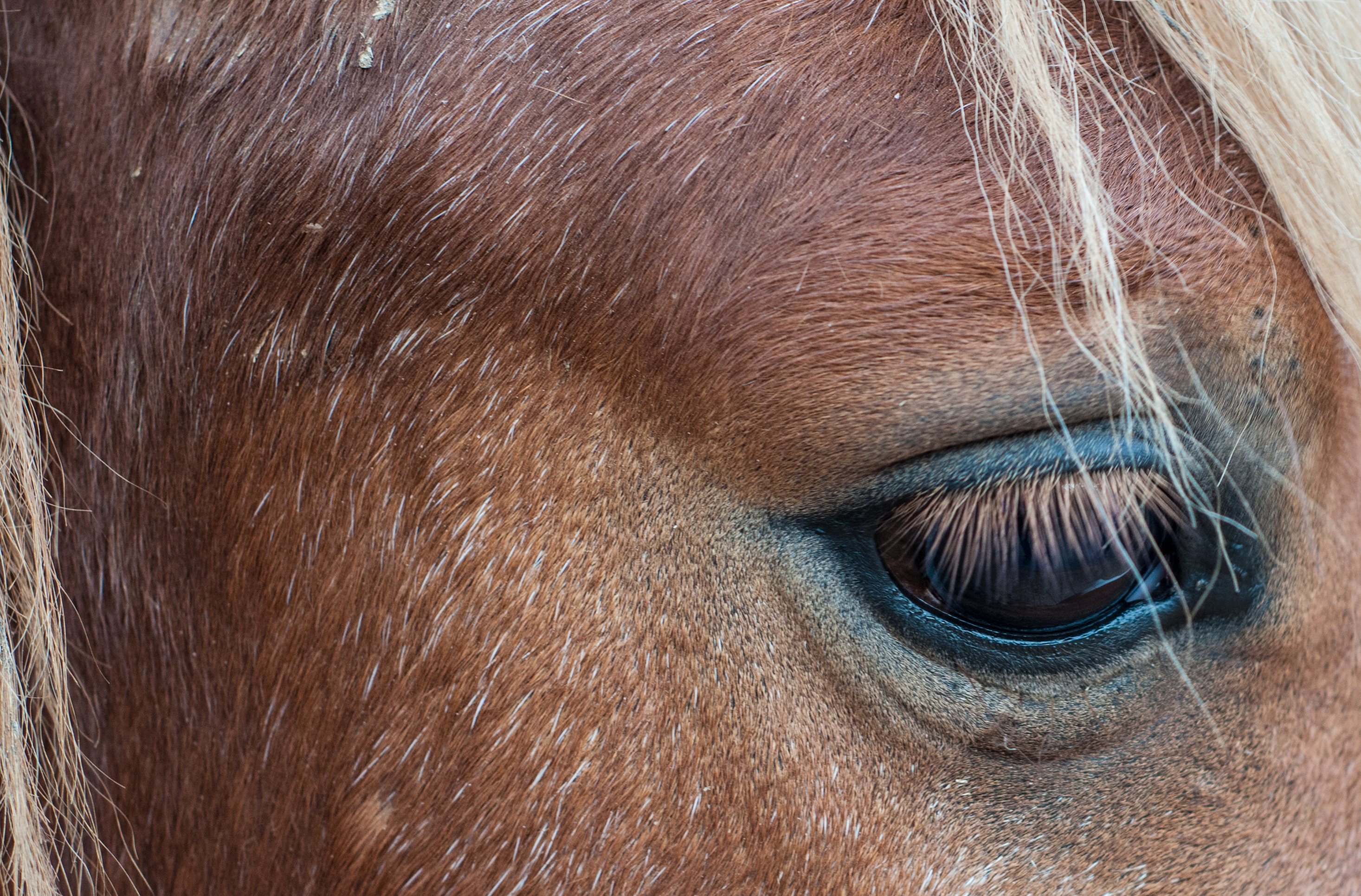 Horse from Barquisimeto zoo