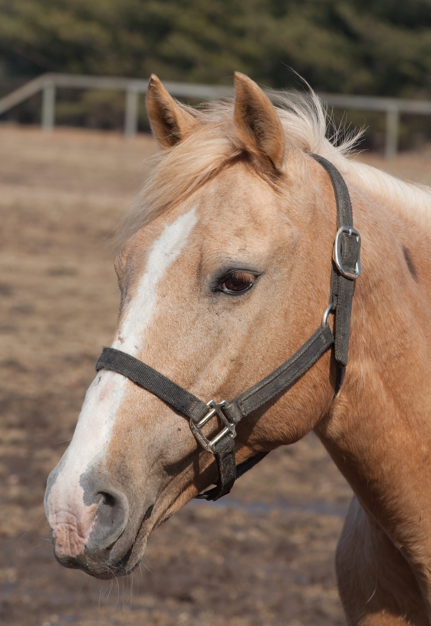 Horse headshot 4397