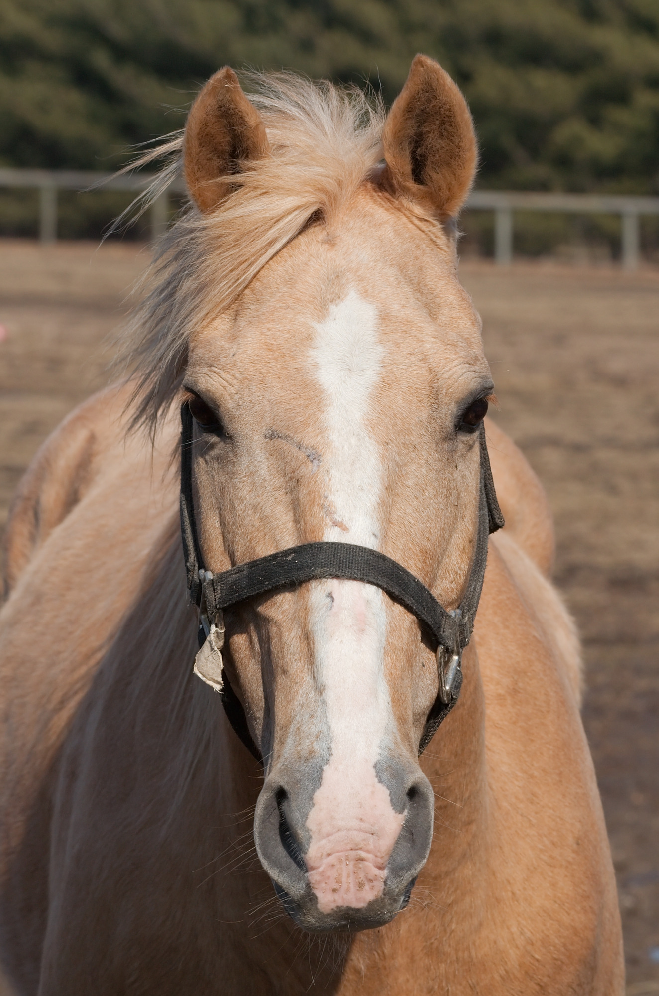 Horse headshot 4409