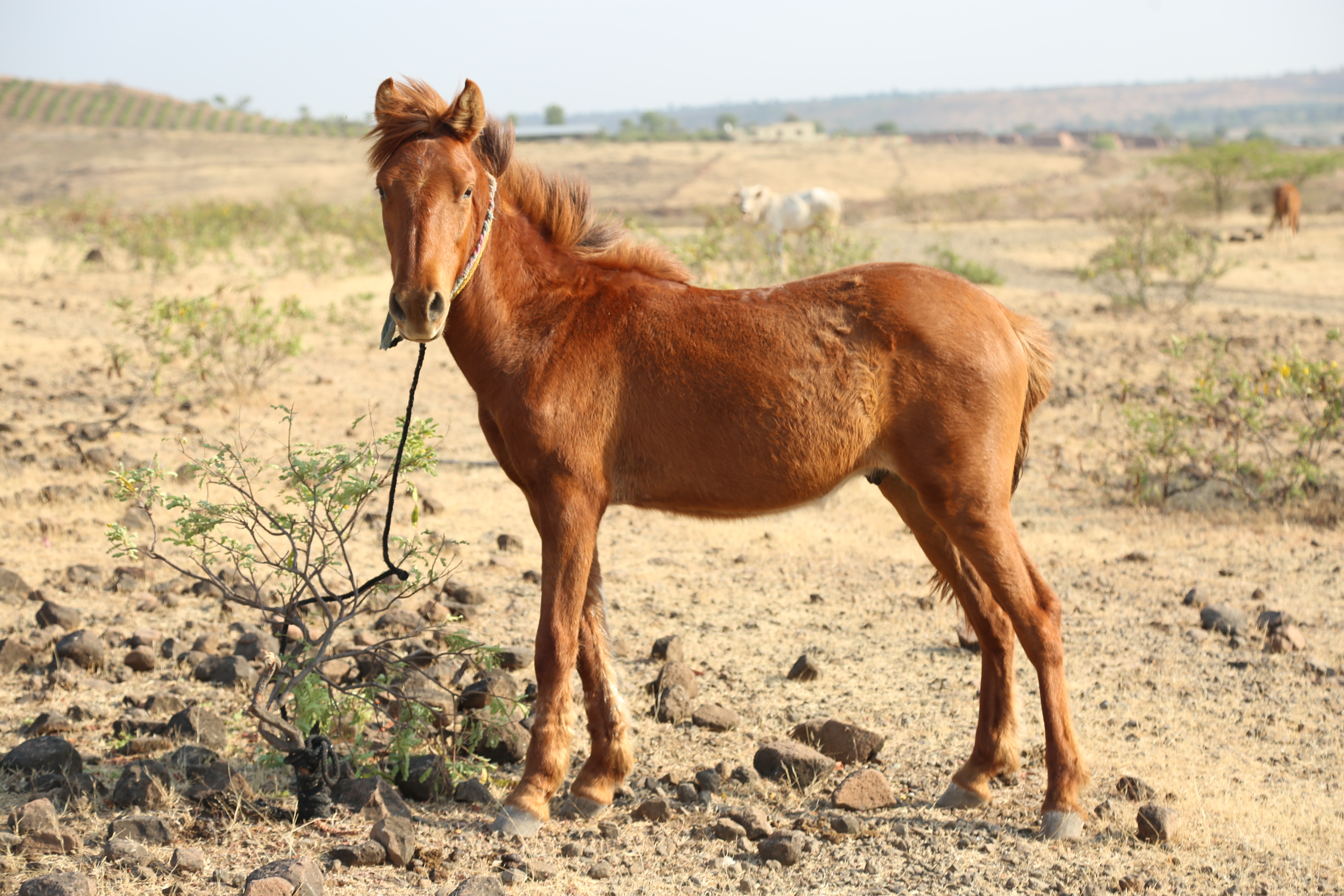 Horse Indian village 01