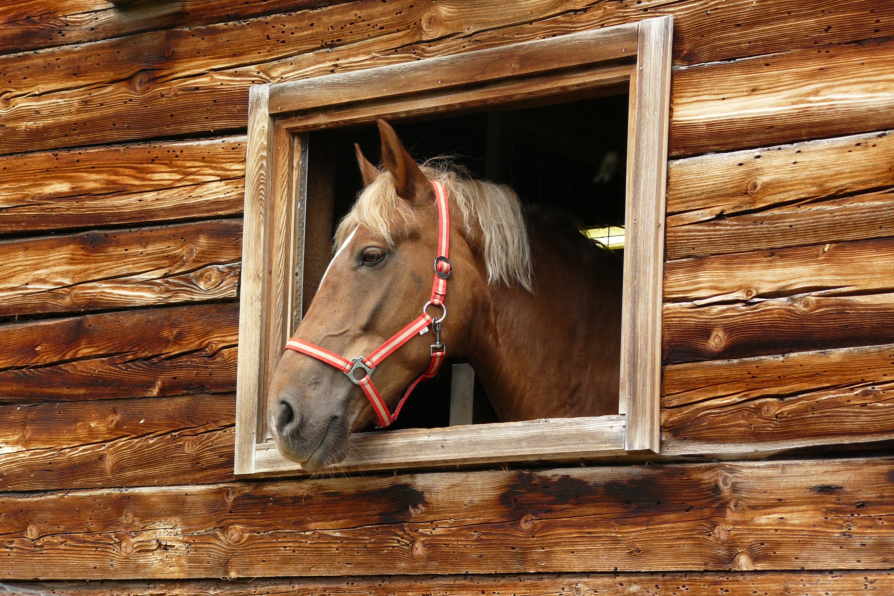 Horse looks out of a window