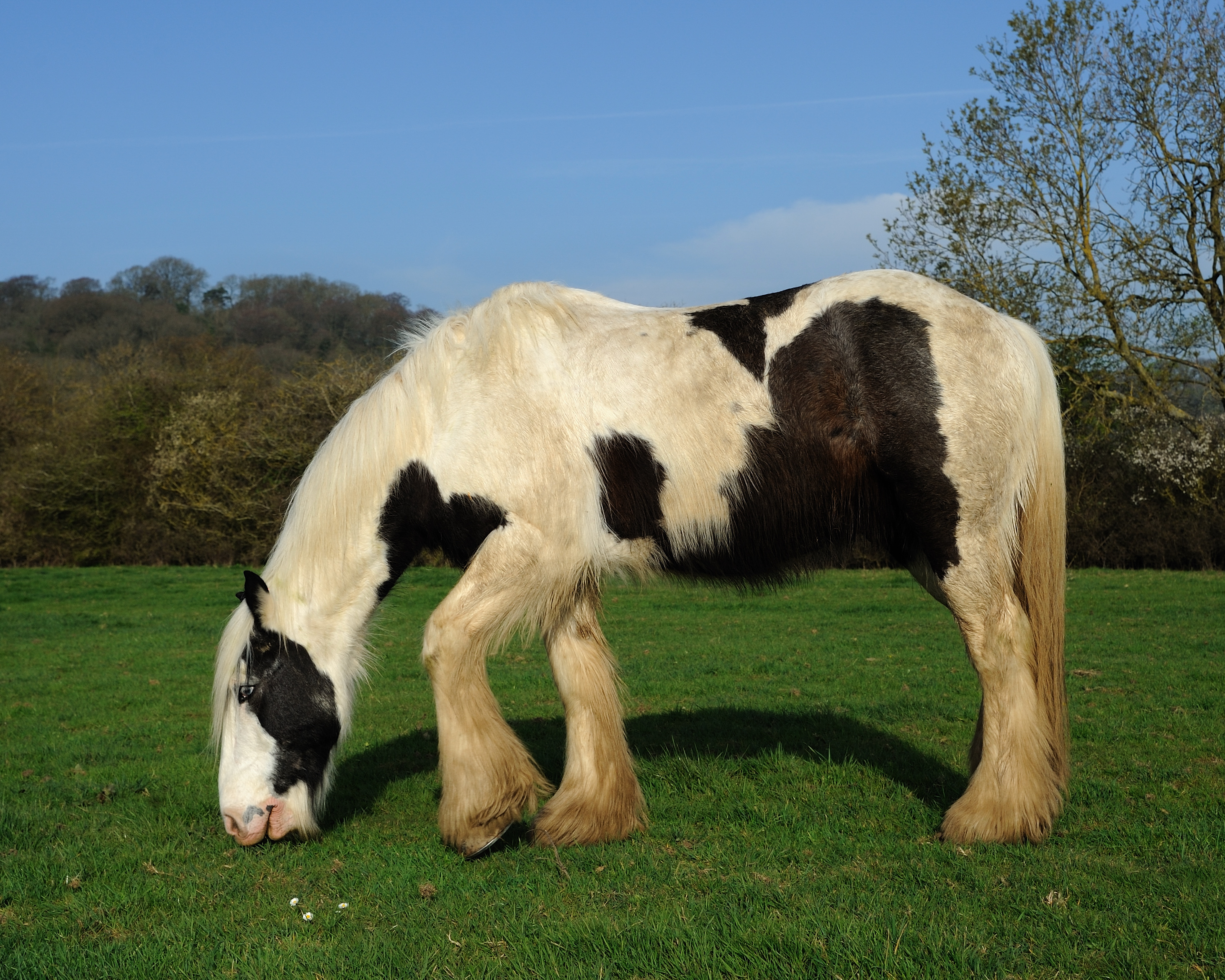 Horse portrait