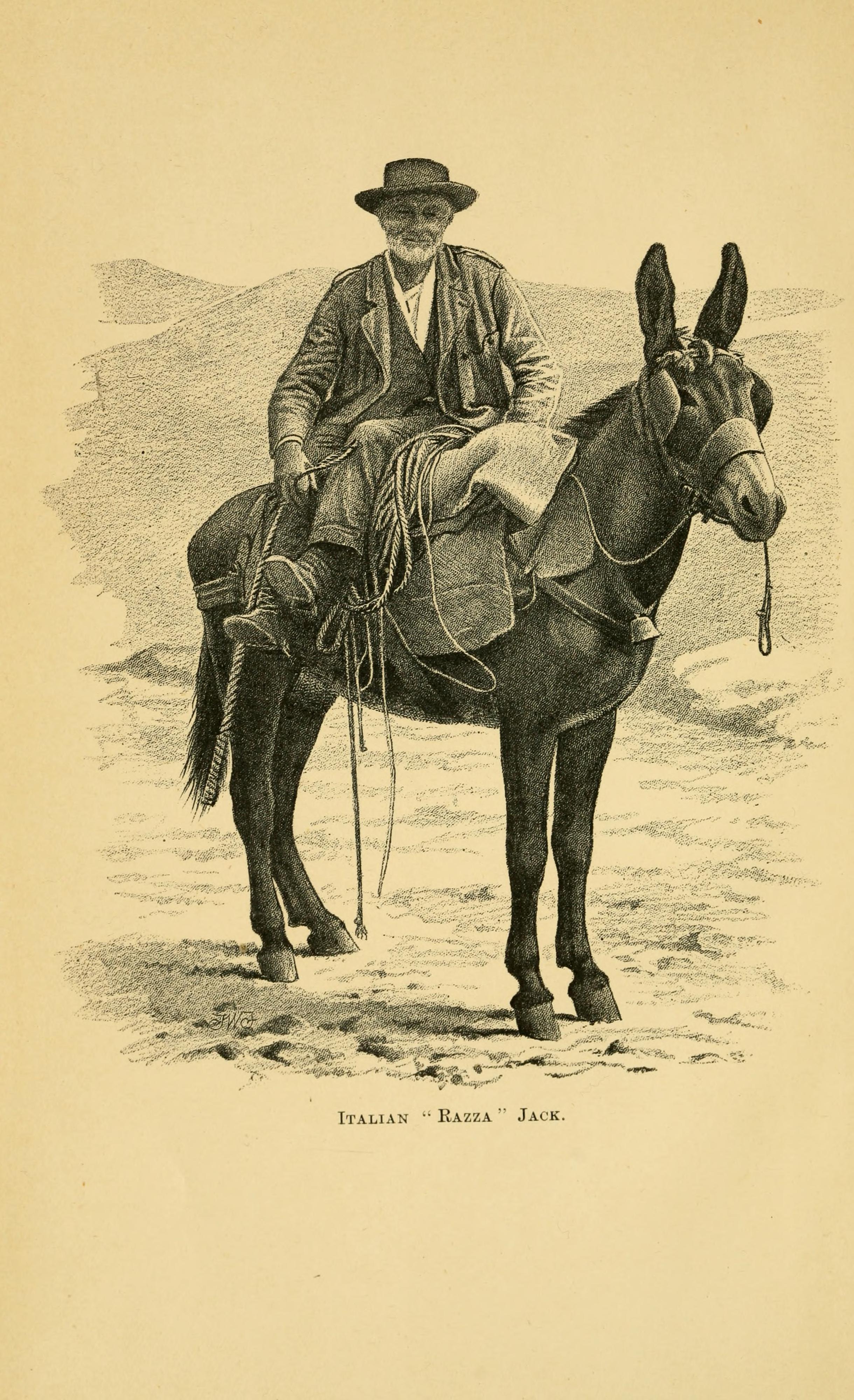 Horses, asses, zebras, mules and mule breeding BHL22987530