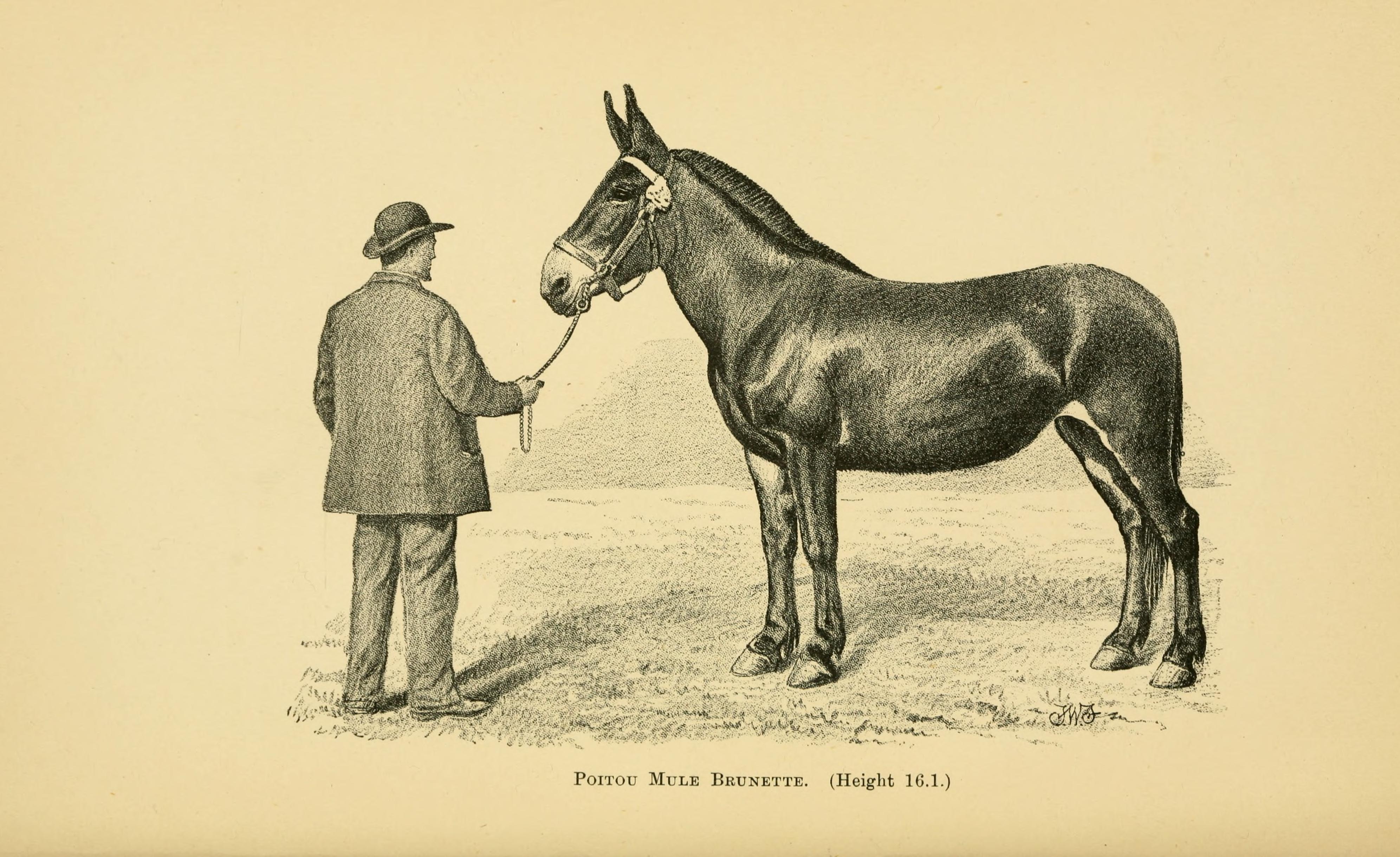 Horses, asses, zebras, mules and mule breeding BHL22987617
