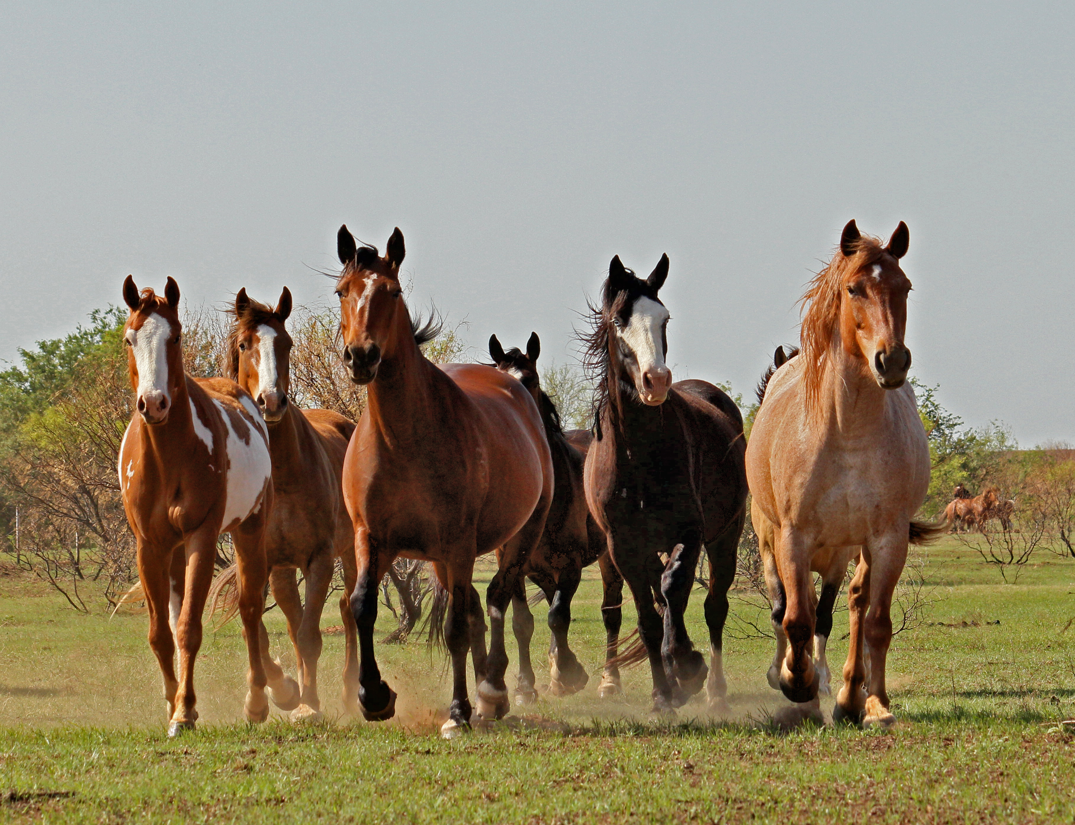 Horses abreast IMG 5342