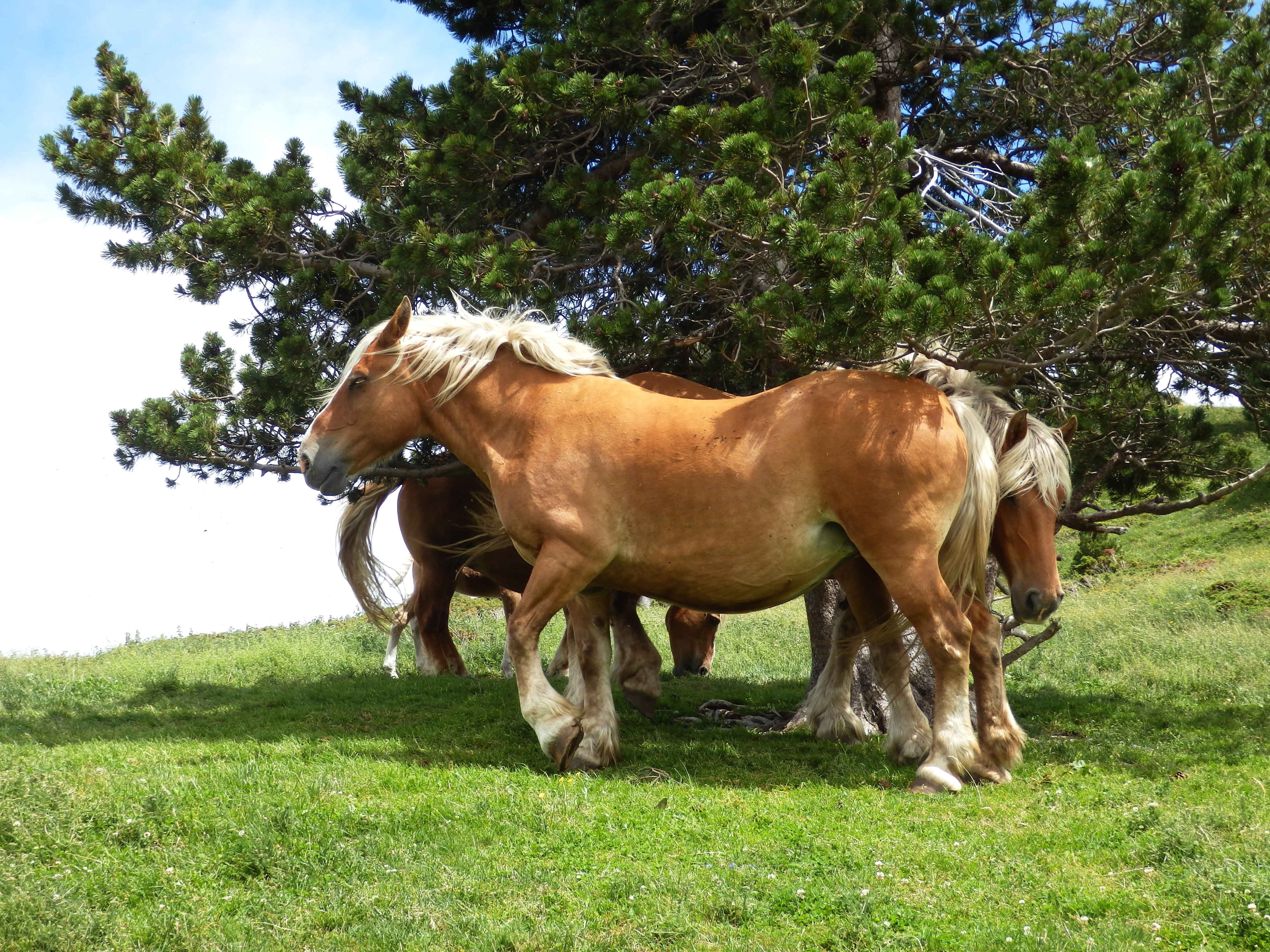Horses near 