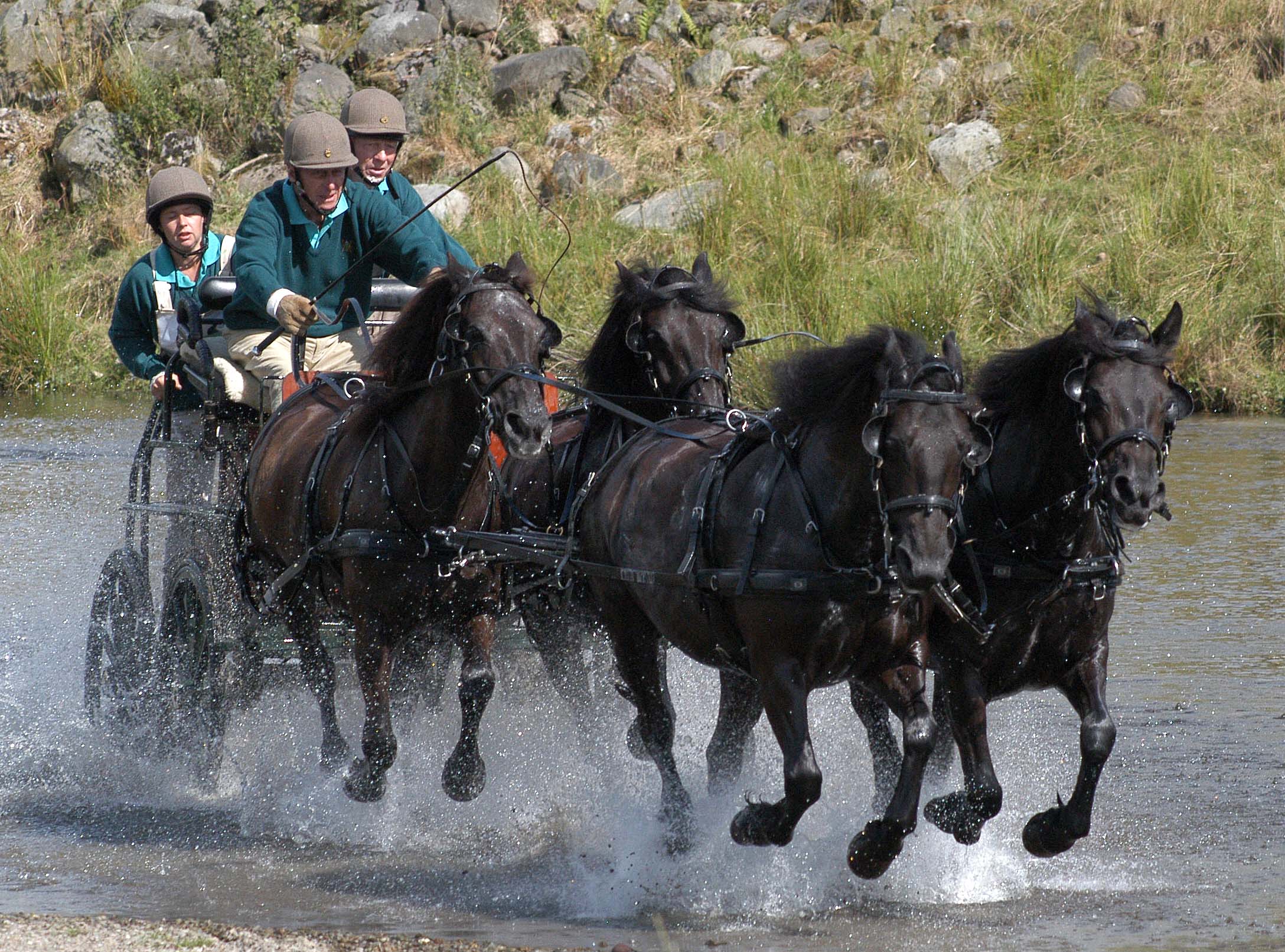 HRH Lowther 2005 horse driving