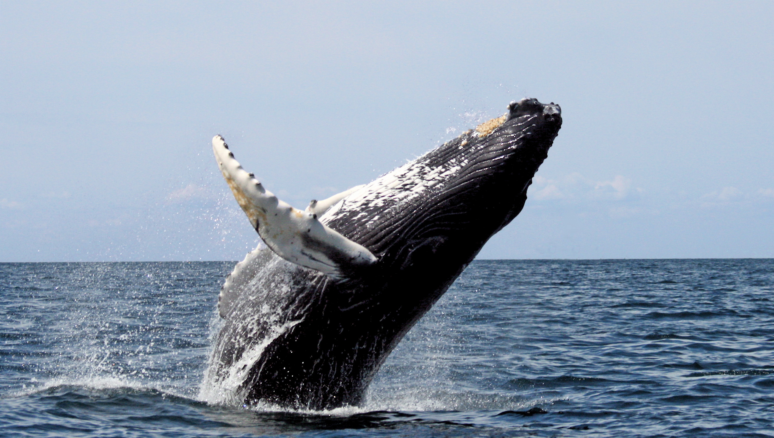 Humpback stellwagen