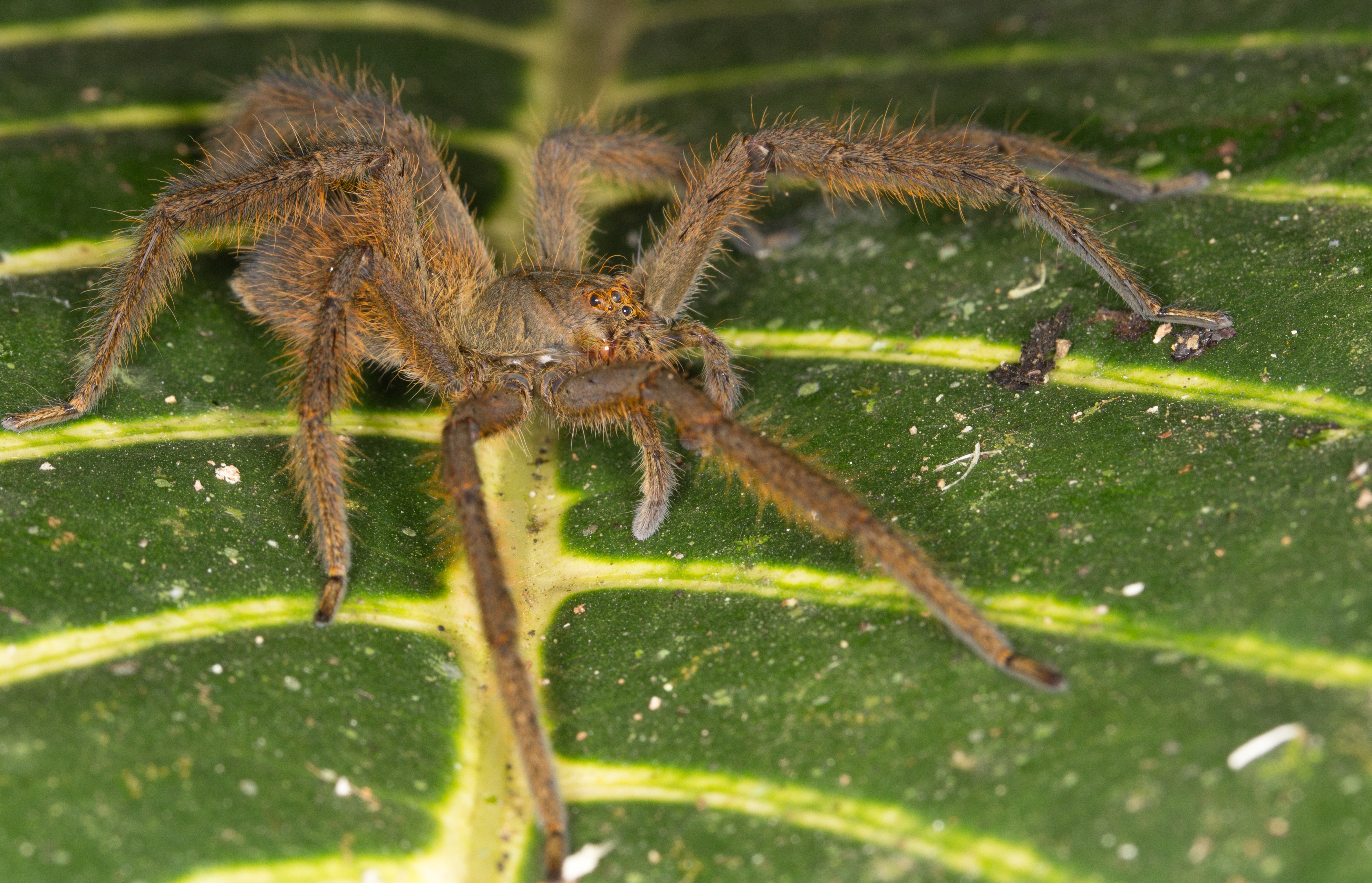 Huntsman from Ecuador (14983679660)