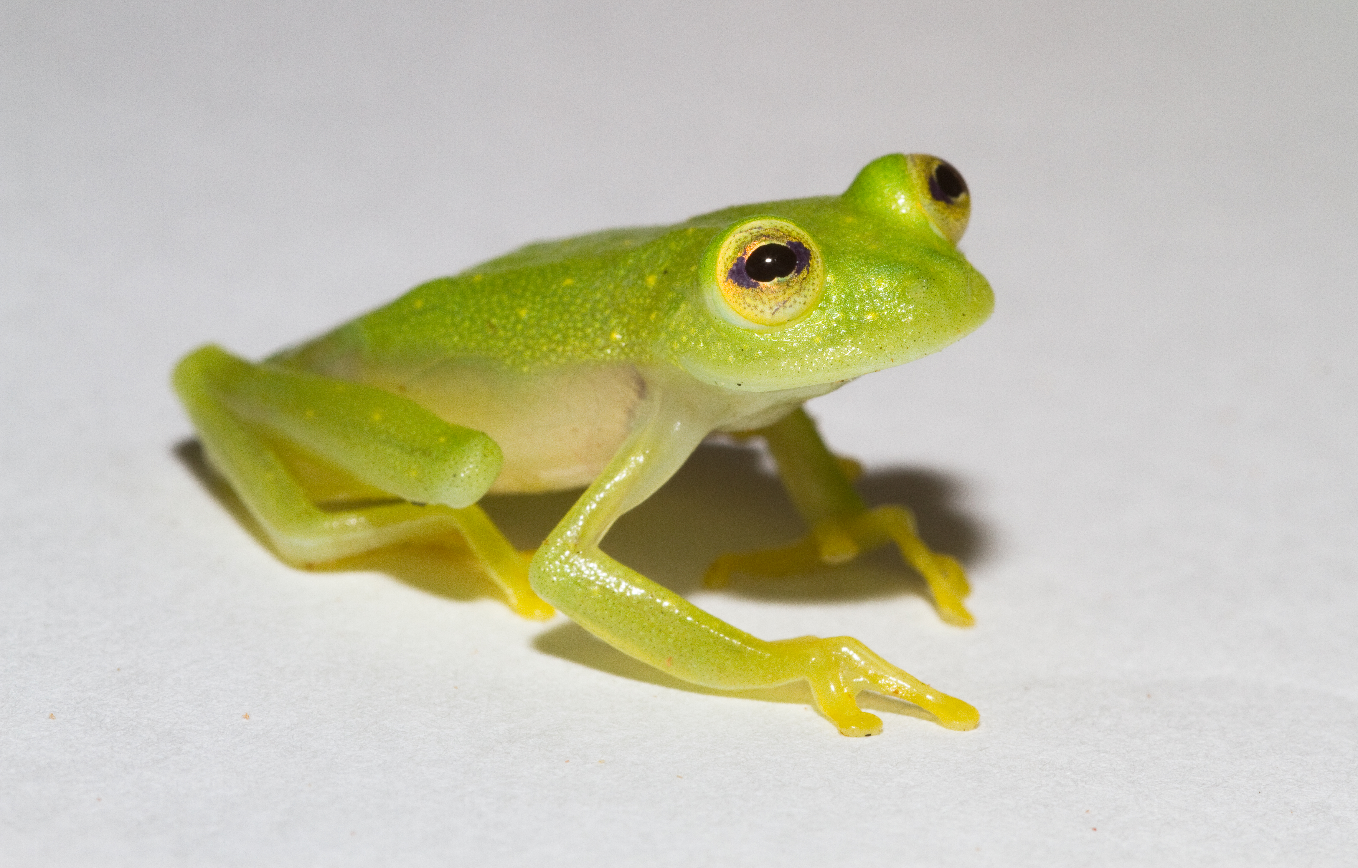 Hyalinobatrachium vireovittatum