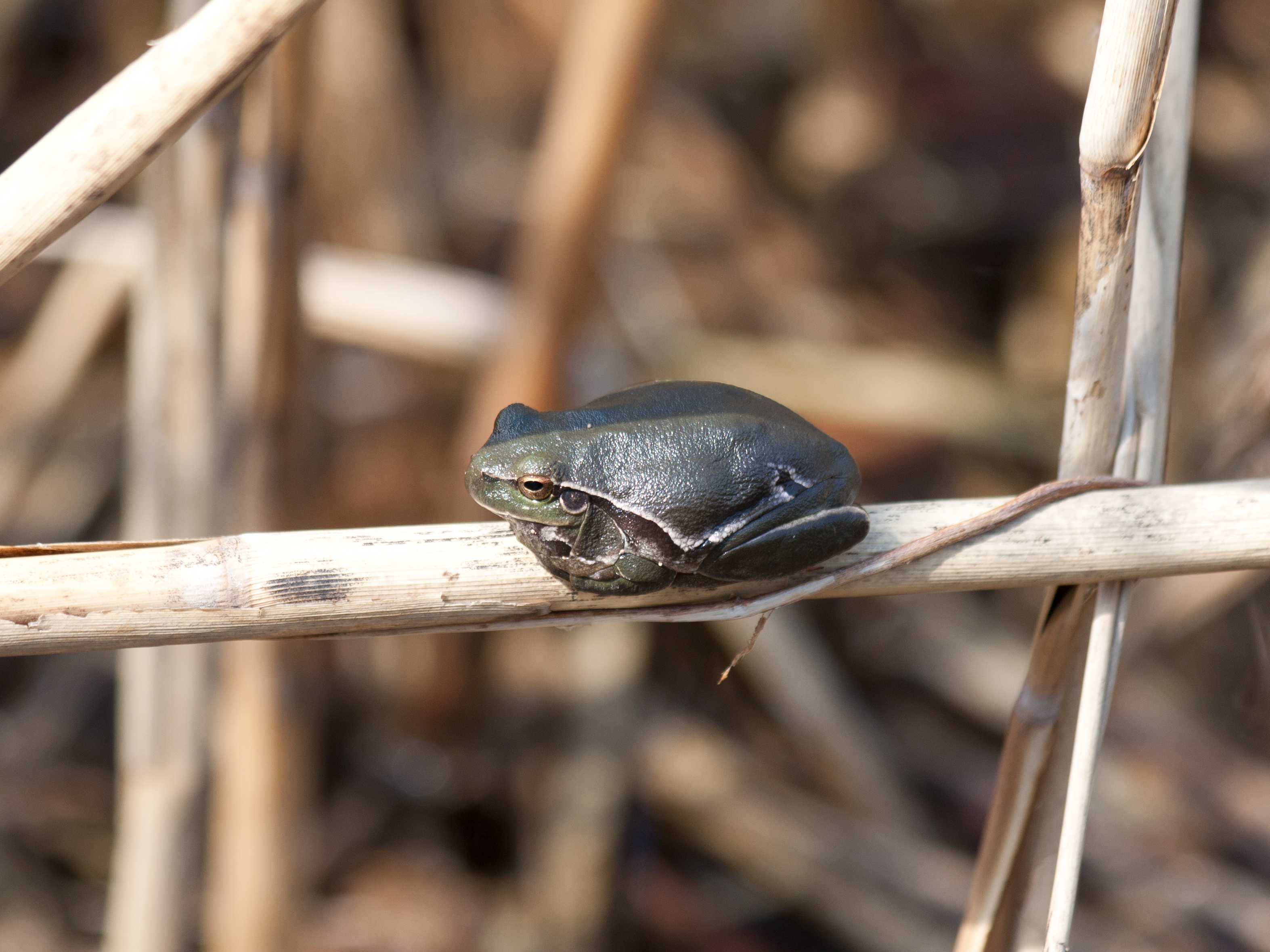 Hyla arborea dark