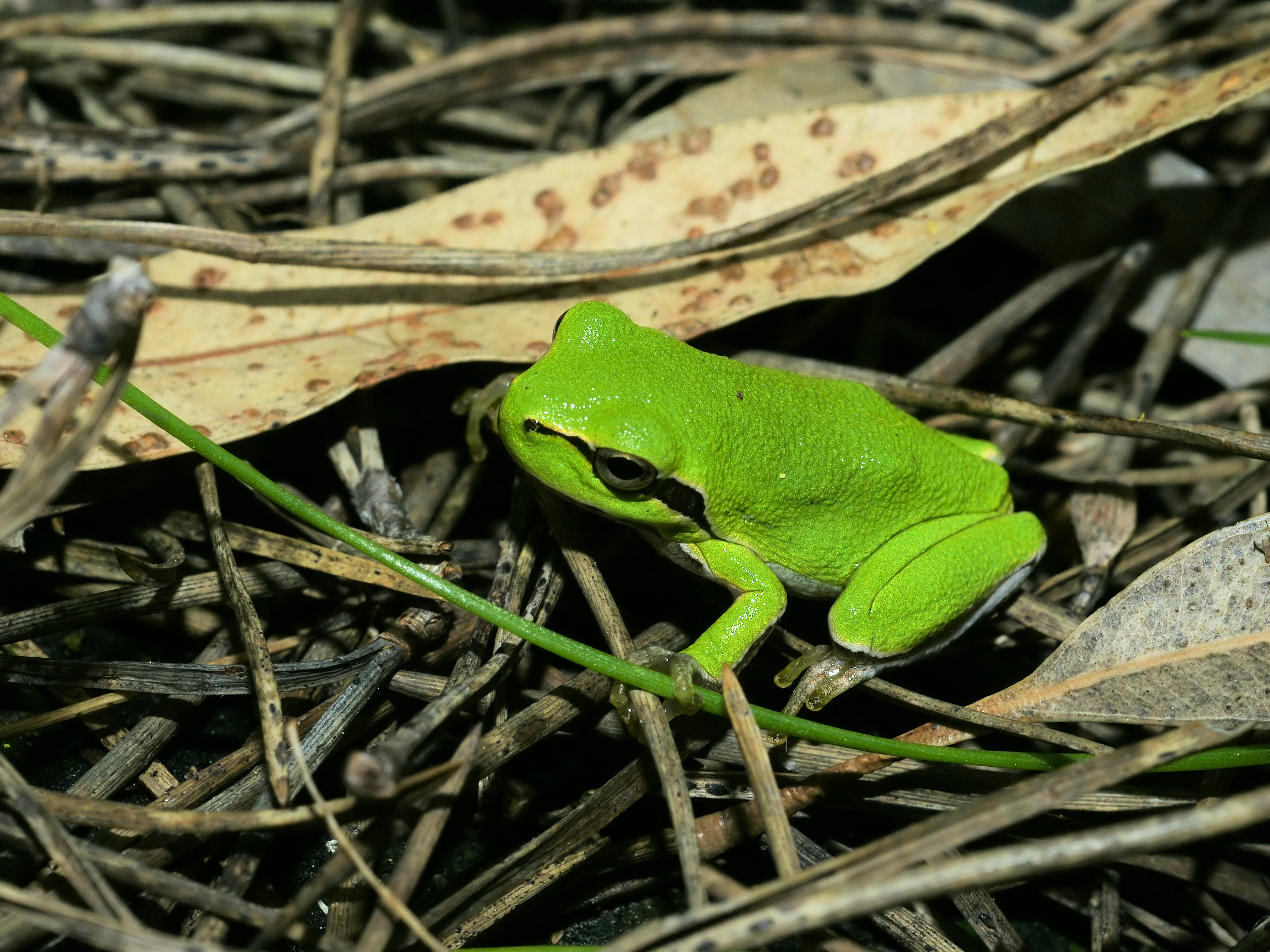Hyla sarda (Torregrande)