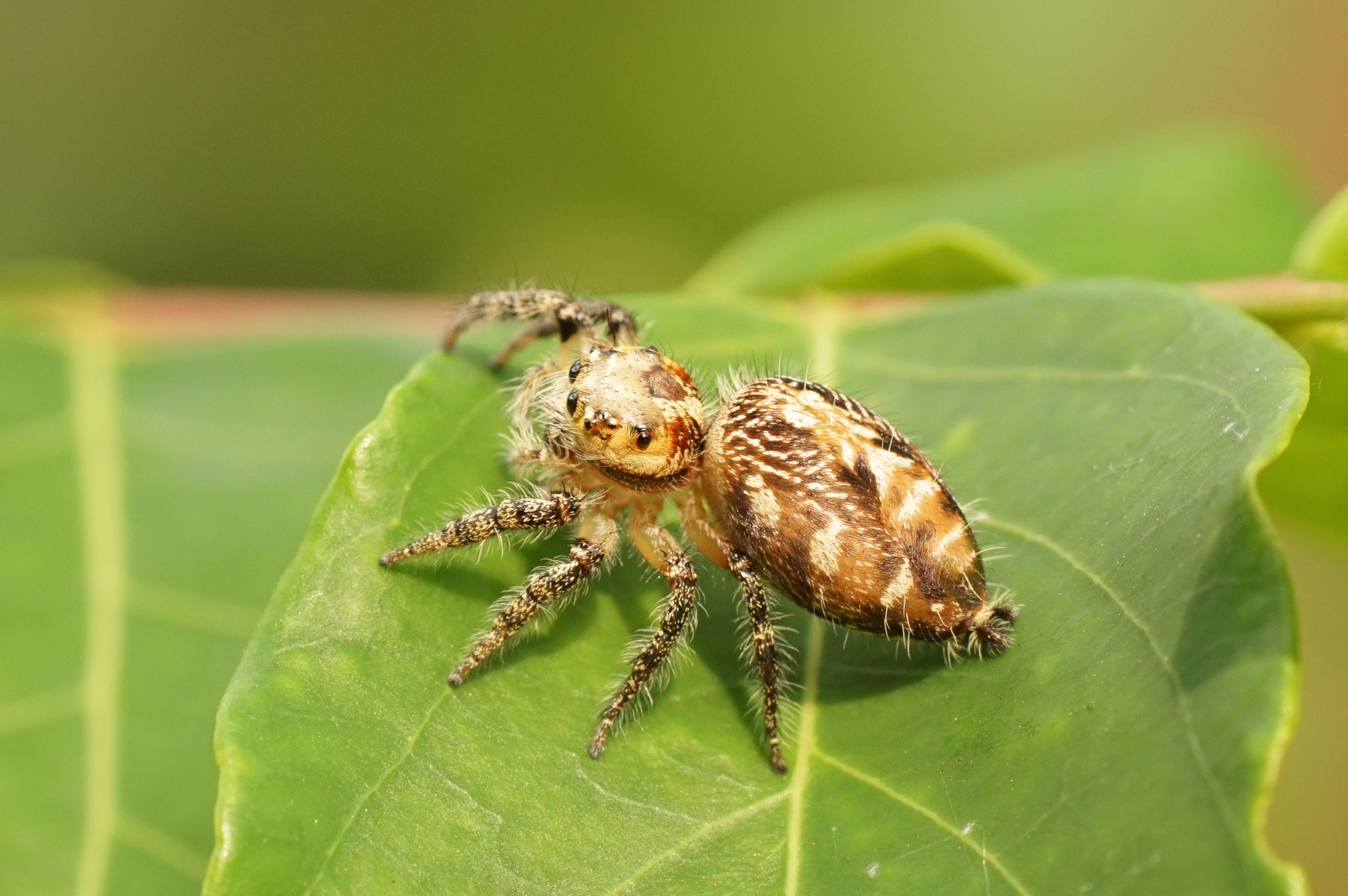 Hyllus semicupreus 06953