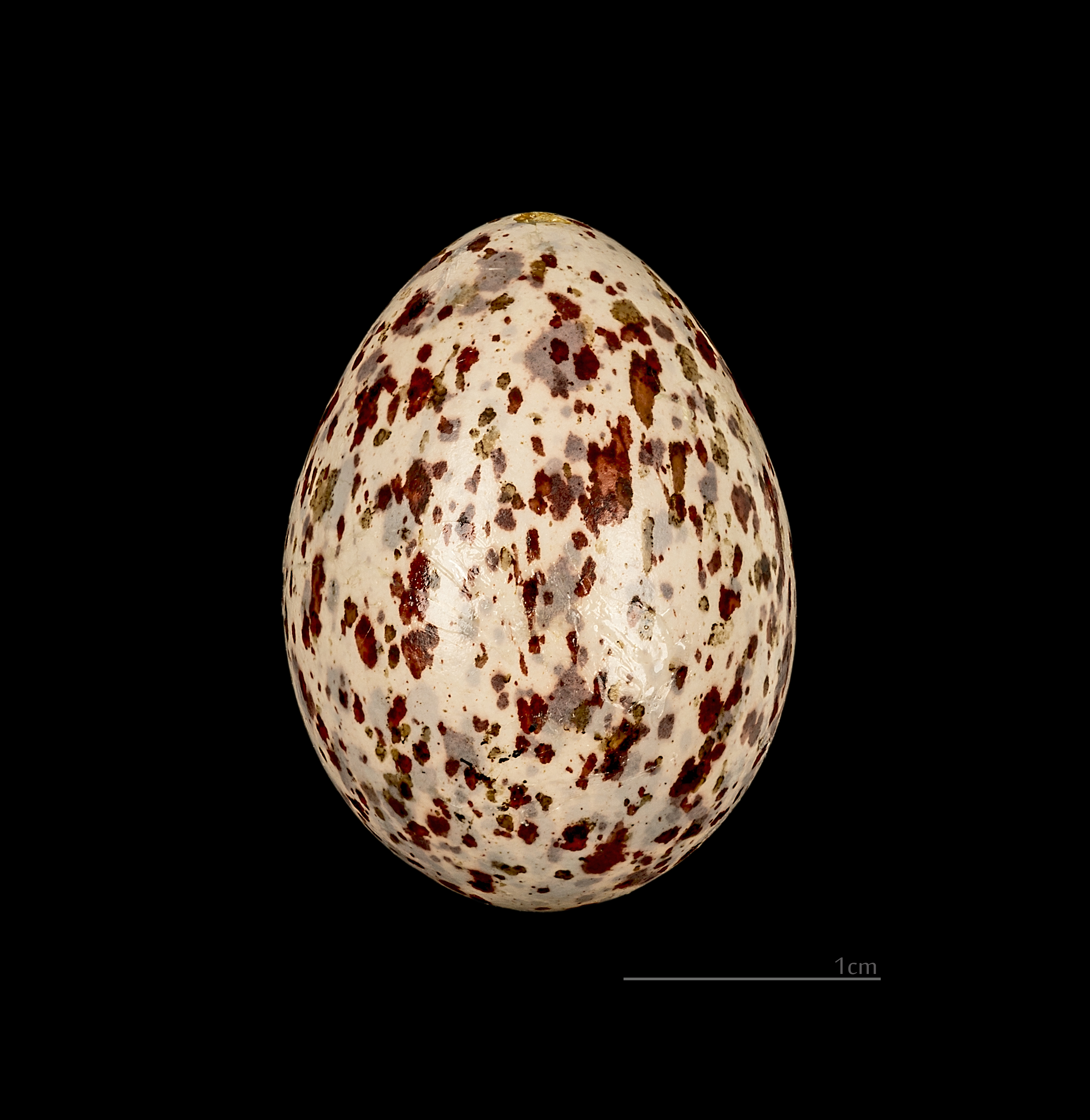 Hypsipetes madagascariensis MHNT 228 Sambrano Madagascar