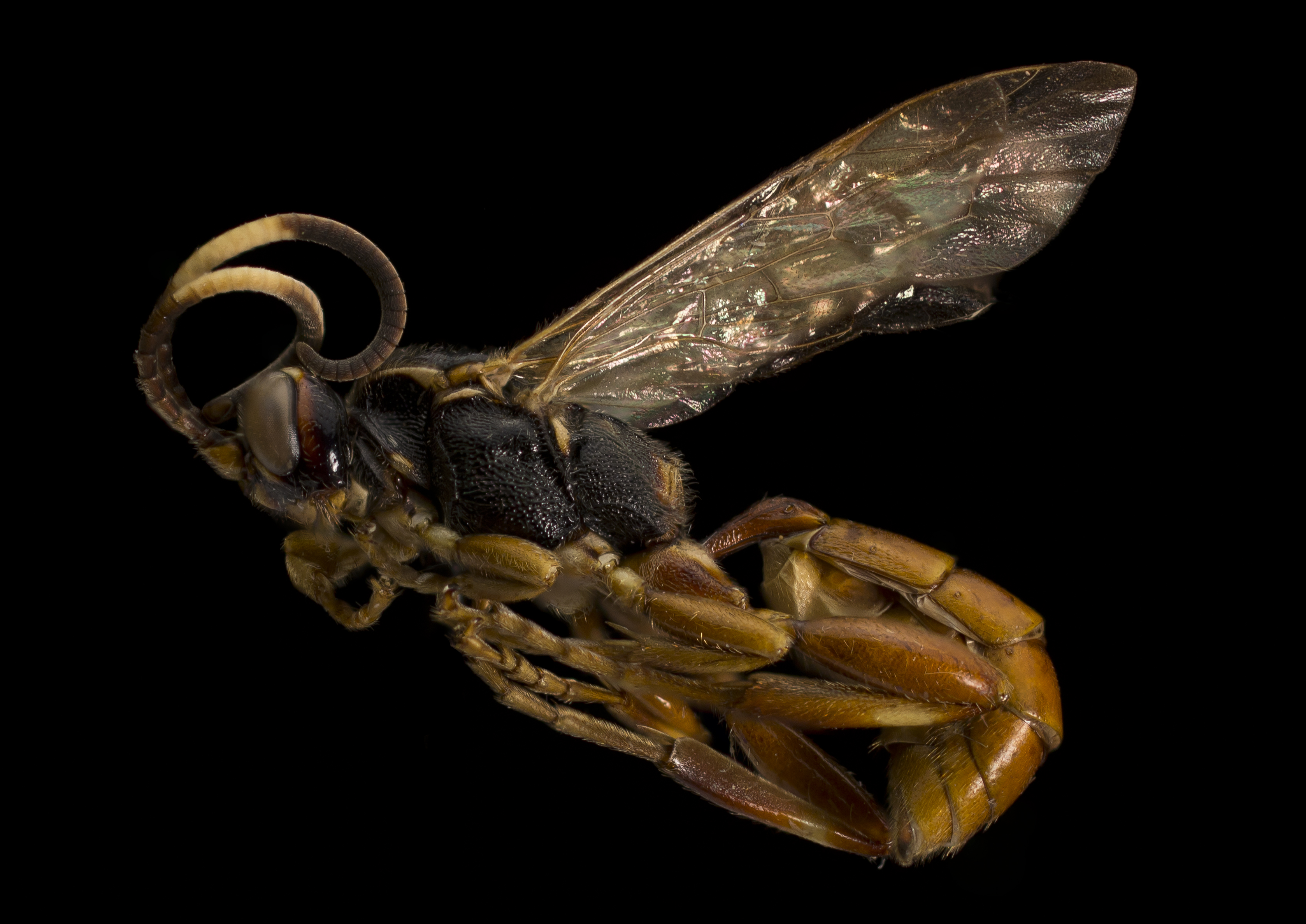 Ichneumonidae (Cratichneumon sp.) (12802855874)