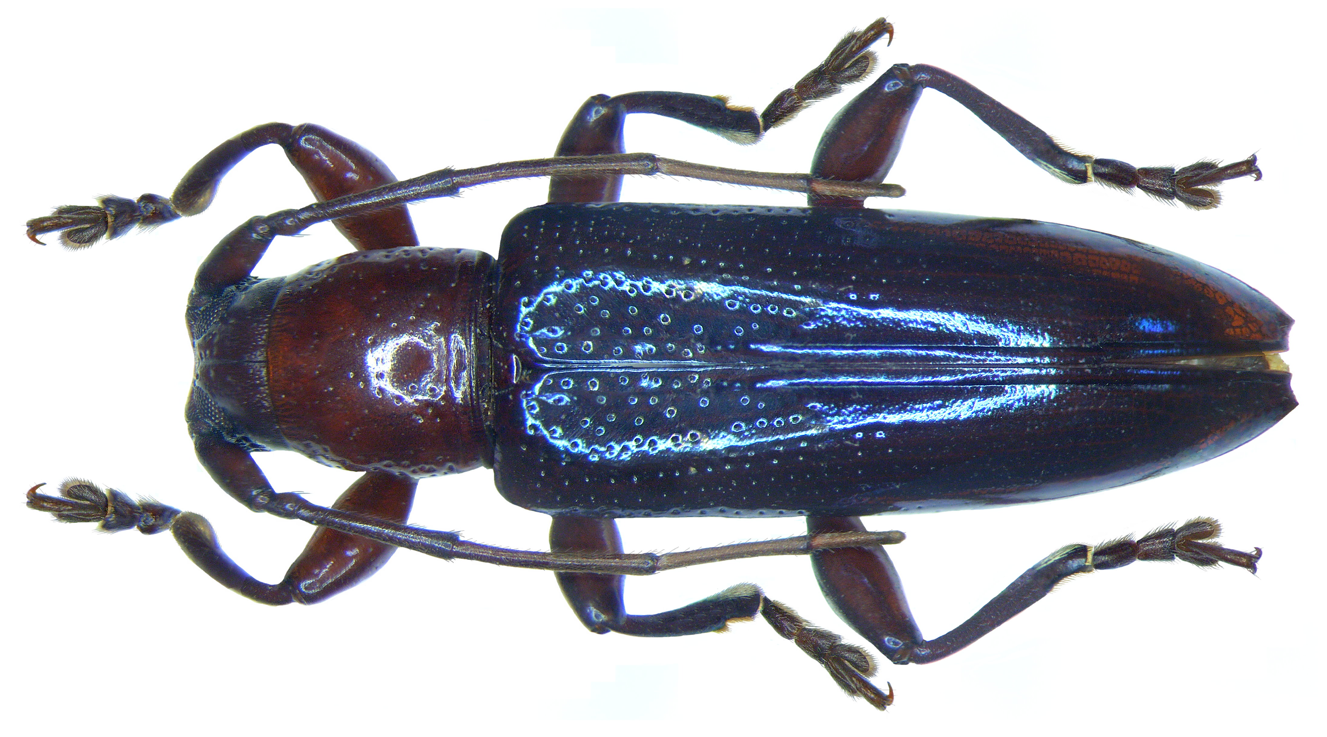 Ichthyodes tricolor Breuning, 1959 (3067543981)