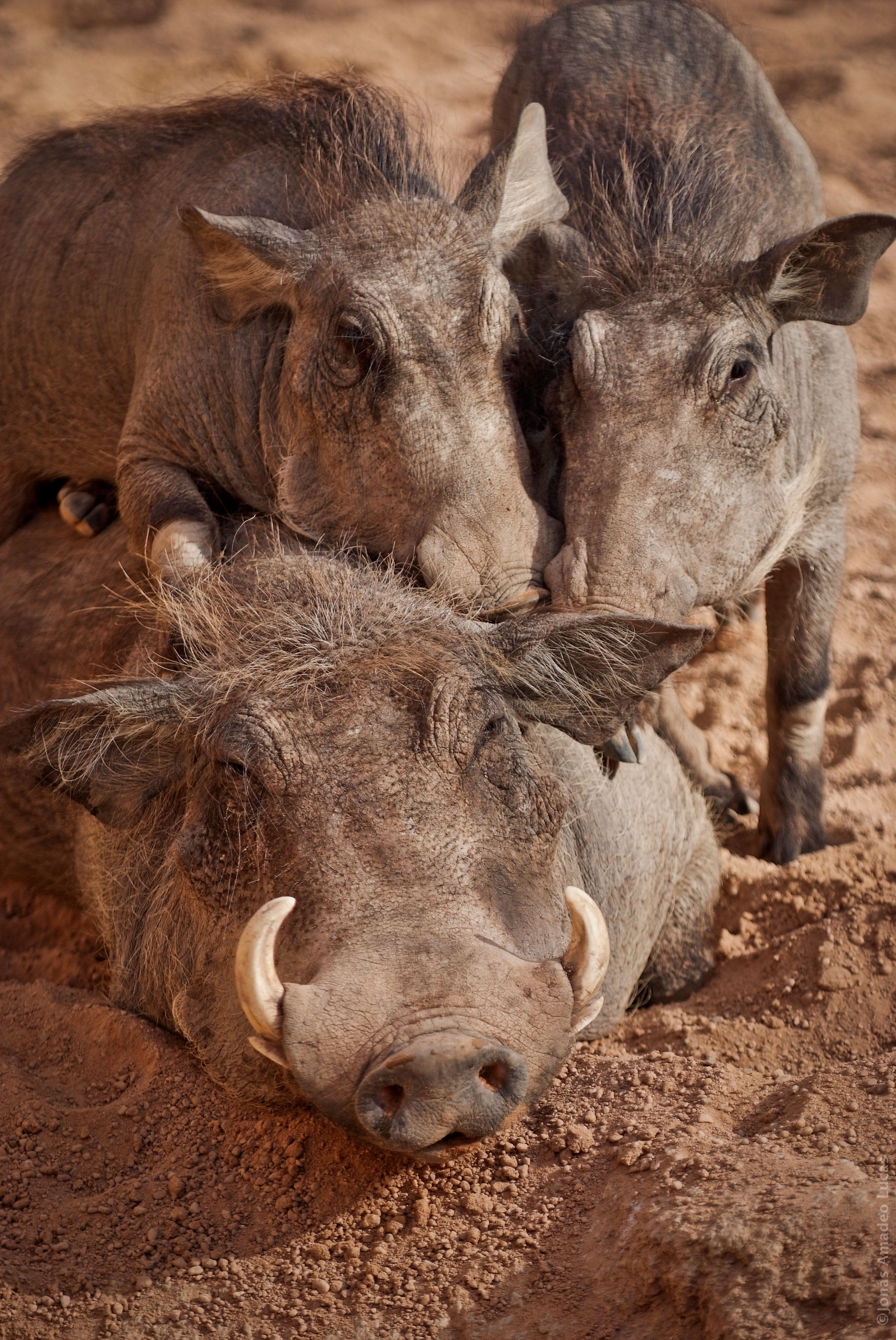 Igualdad Animal - 5395 (6993105550)