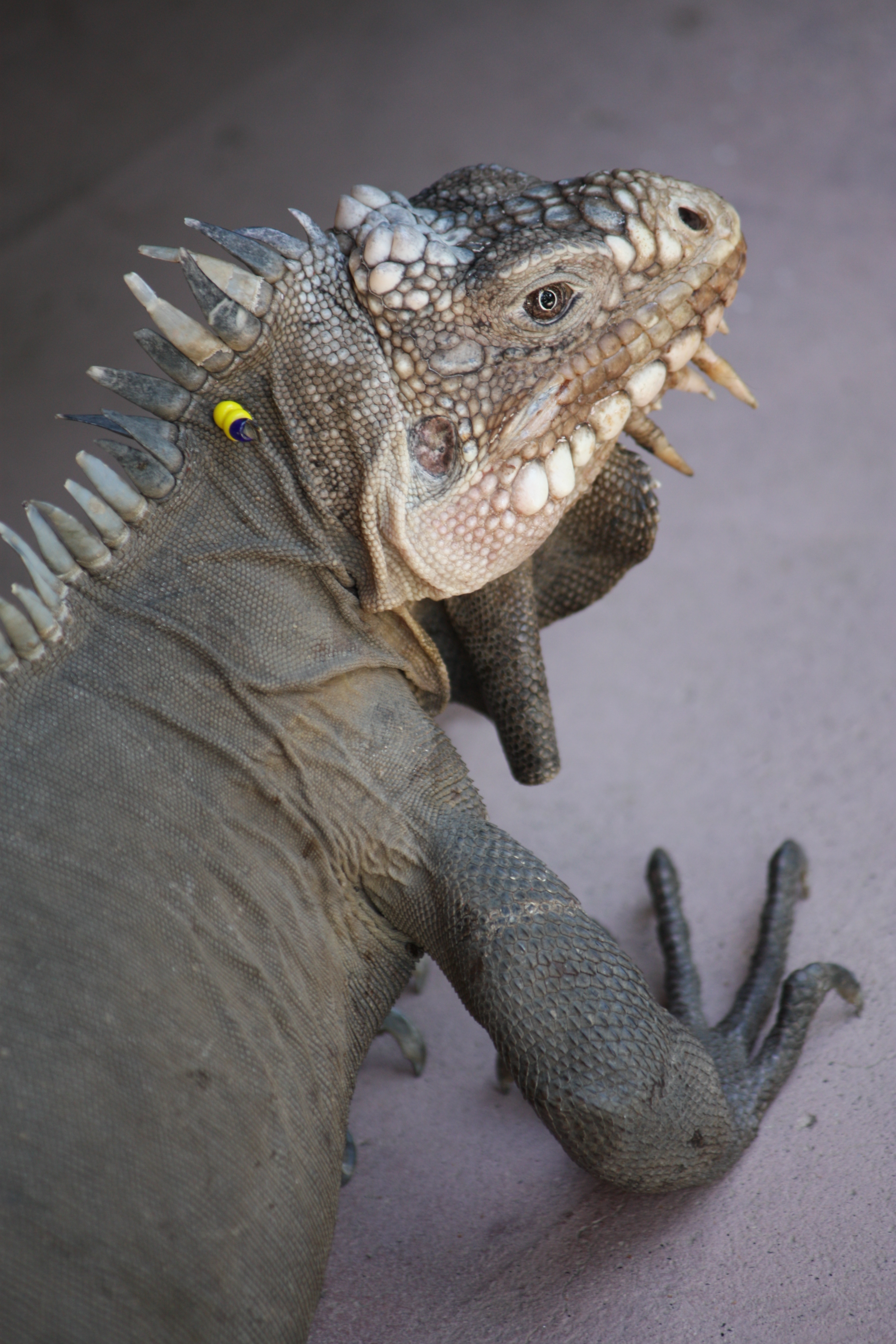 Iguana delicatissima at Batalie Beach a07
