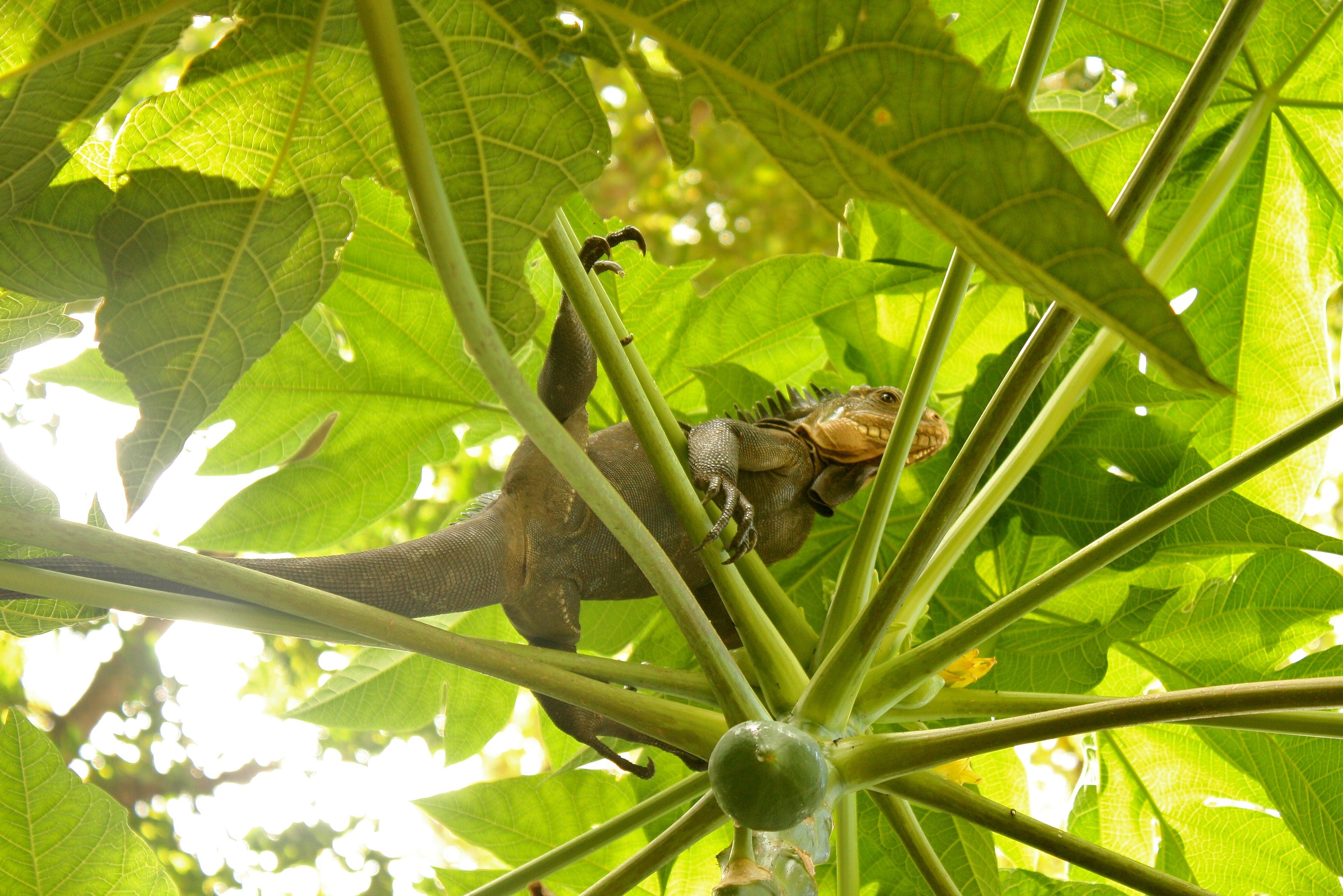 Iguana delicatissima in Picard, Dominica-2012 03 06 0526