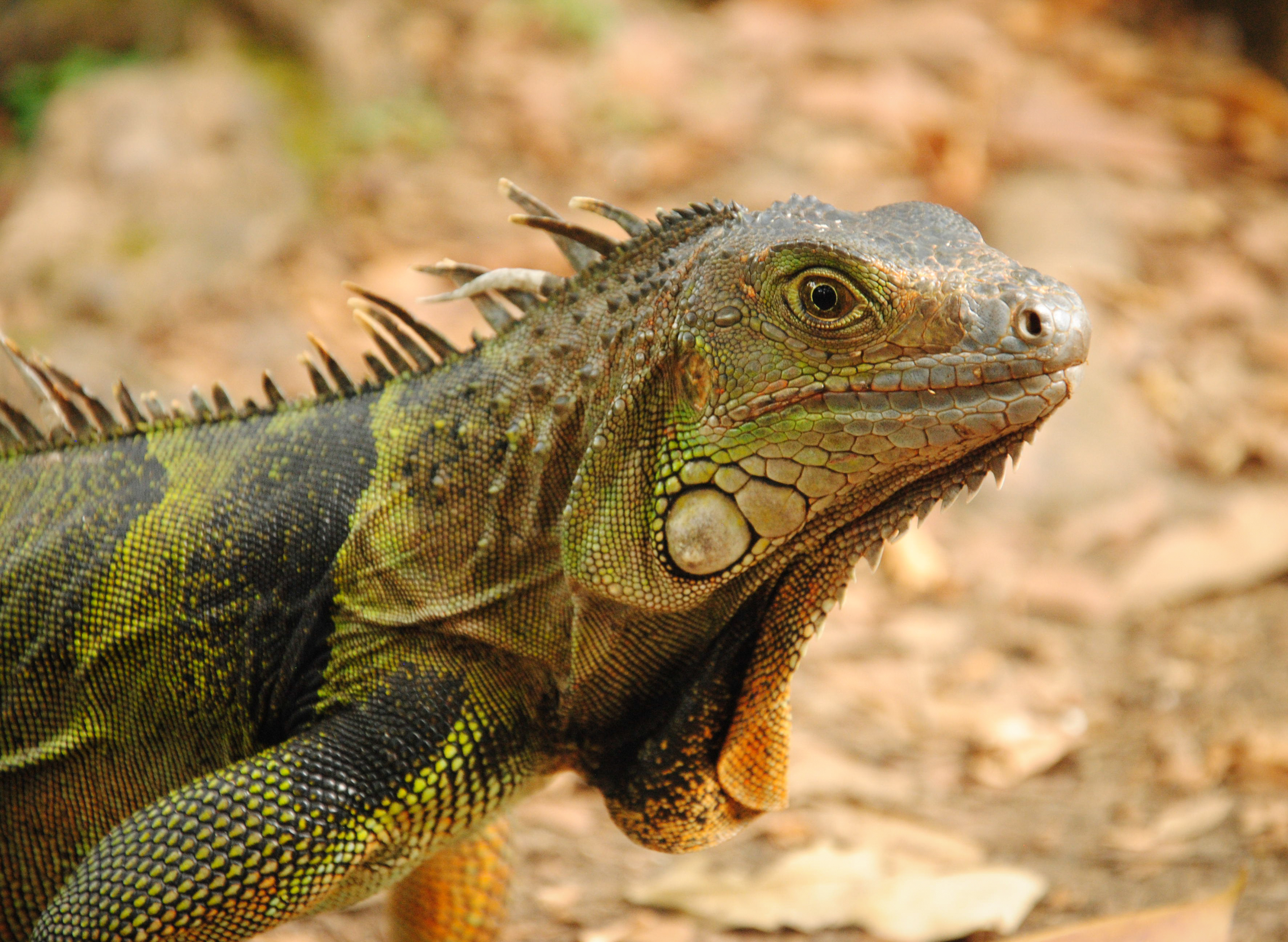 Iguana en Medellin, Colombia (Unsplash)