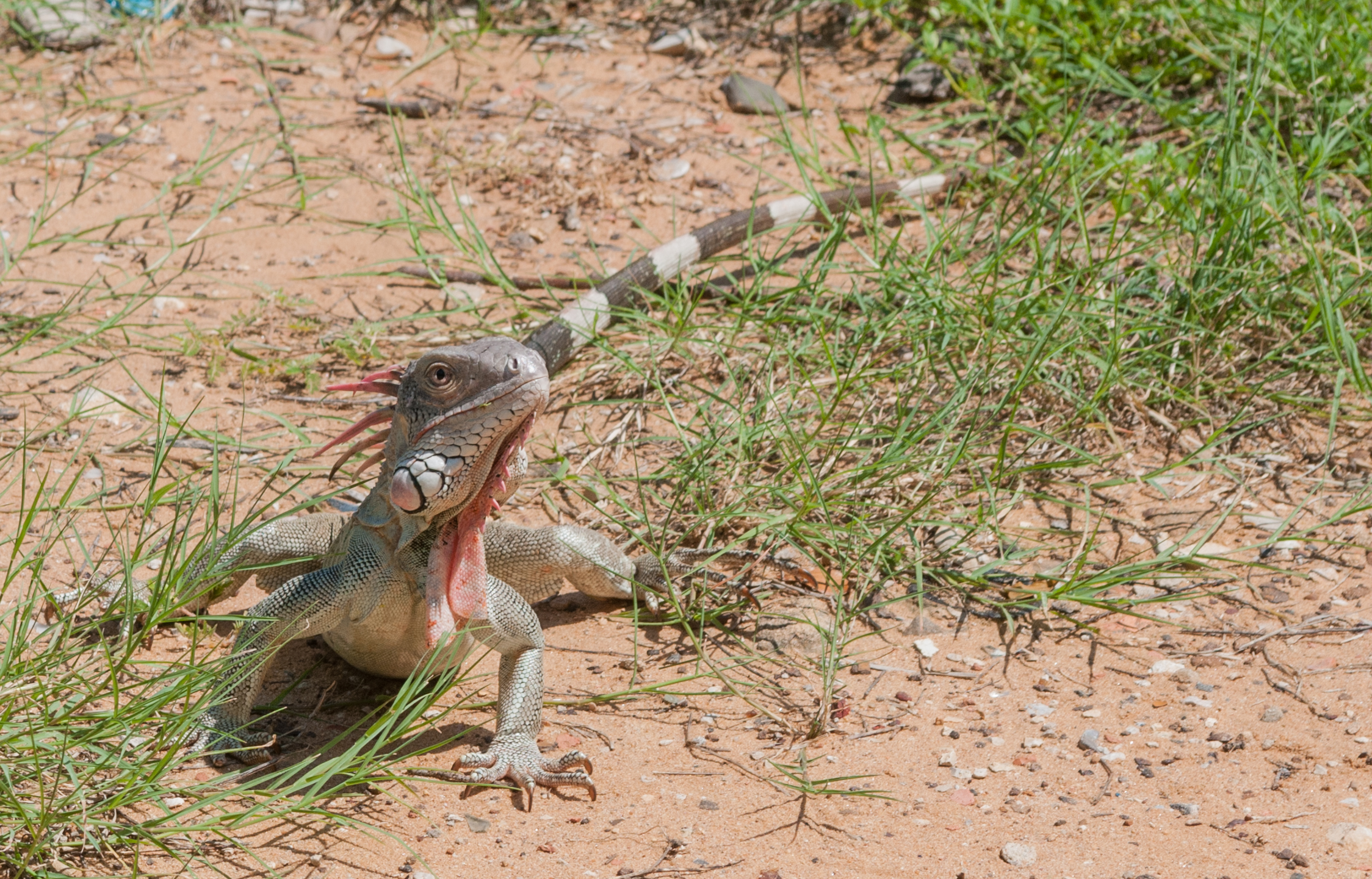 Iguana from Vereda del Lago 2