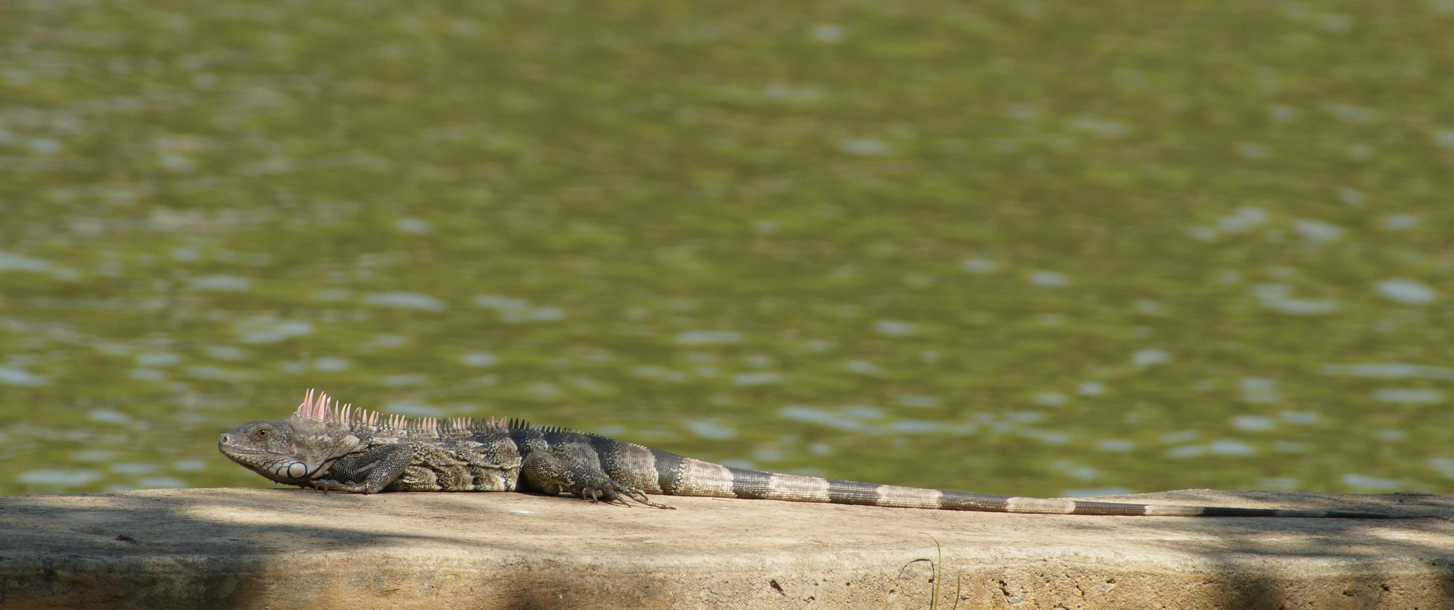 Iguana I