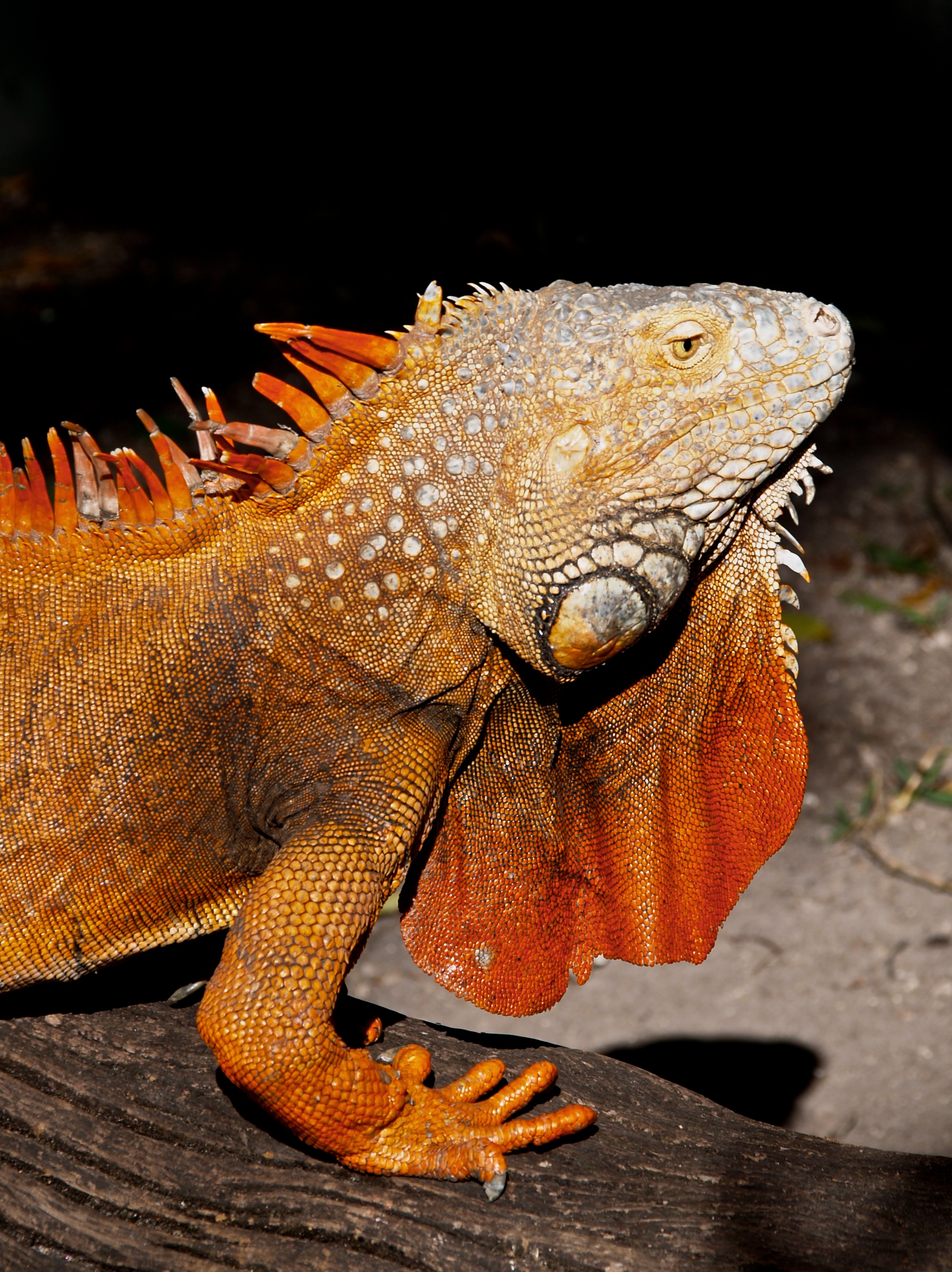 Iguana iguana (orange male)