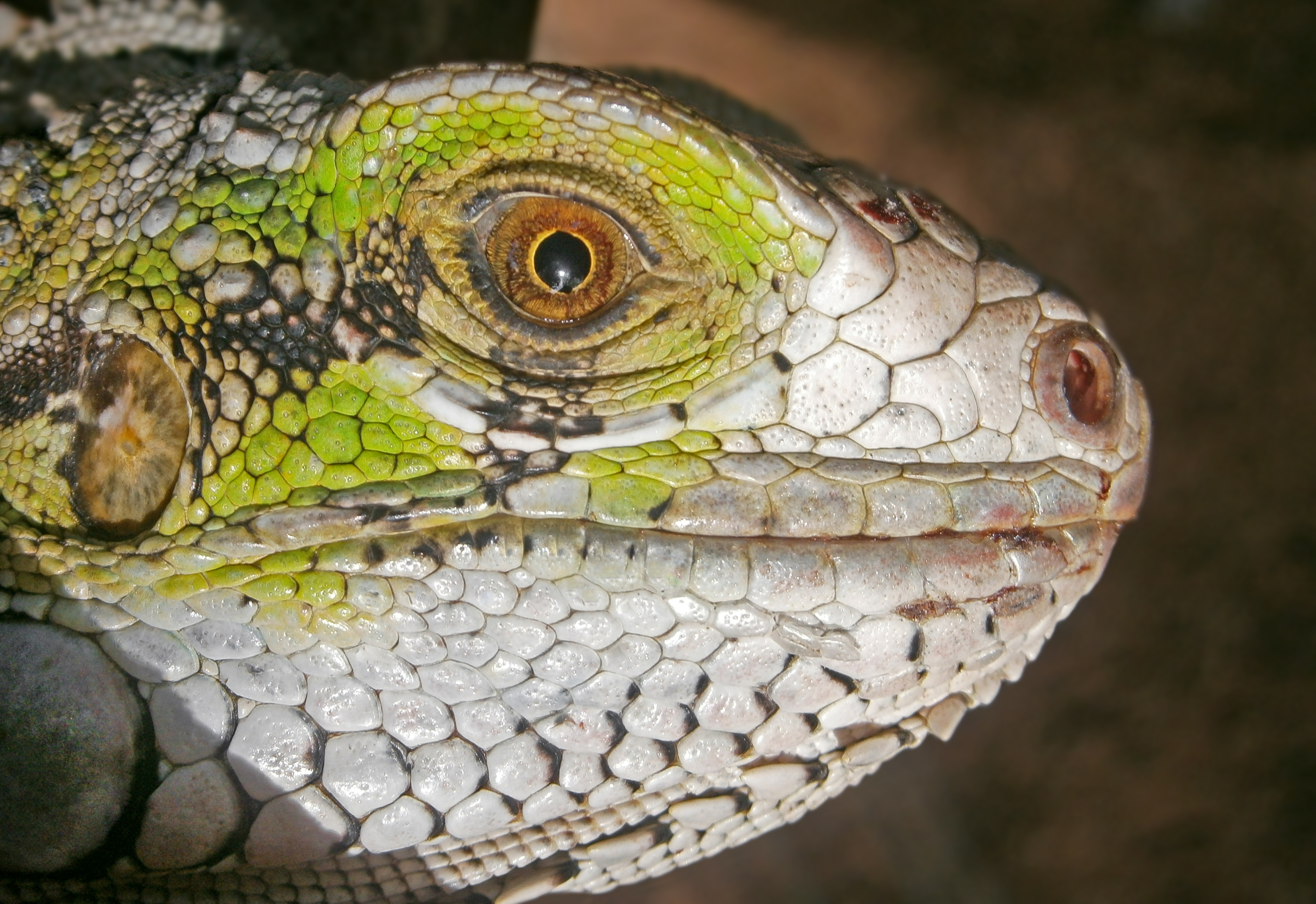 Iguana Iguana in San Juan Bautista, Venezuela