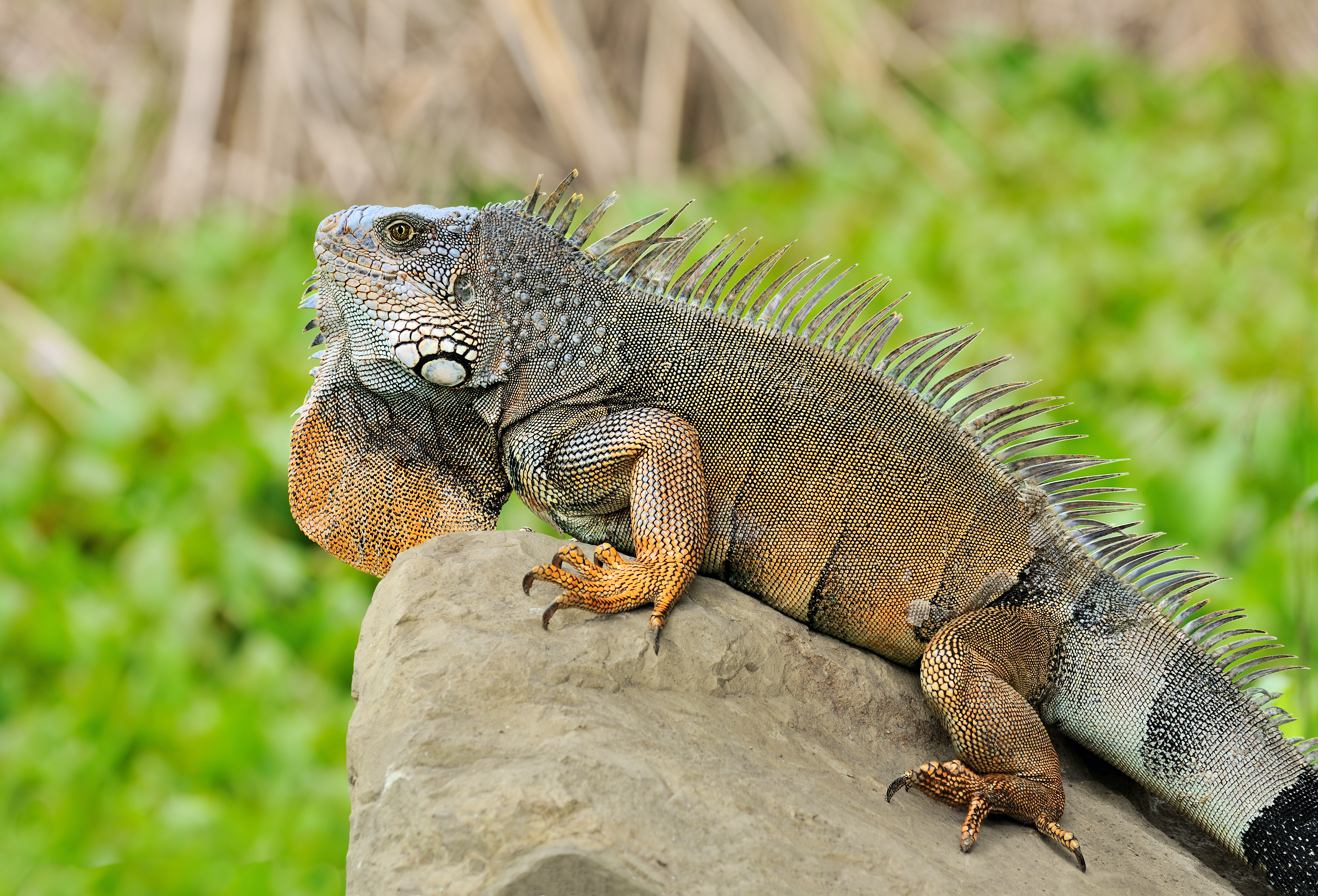 Iguana iguana Portoviejo 02
