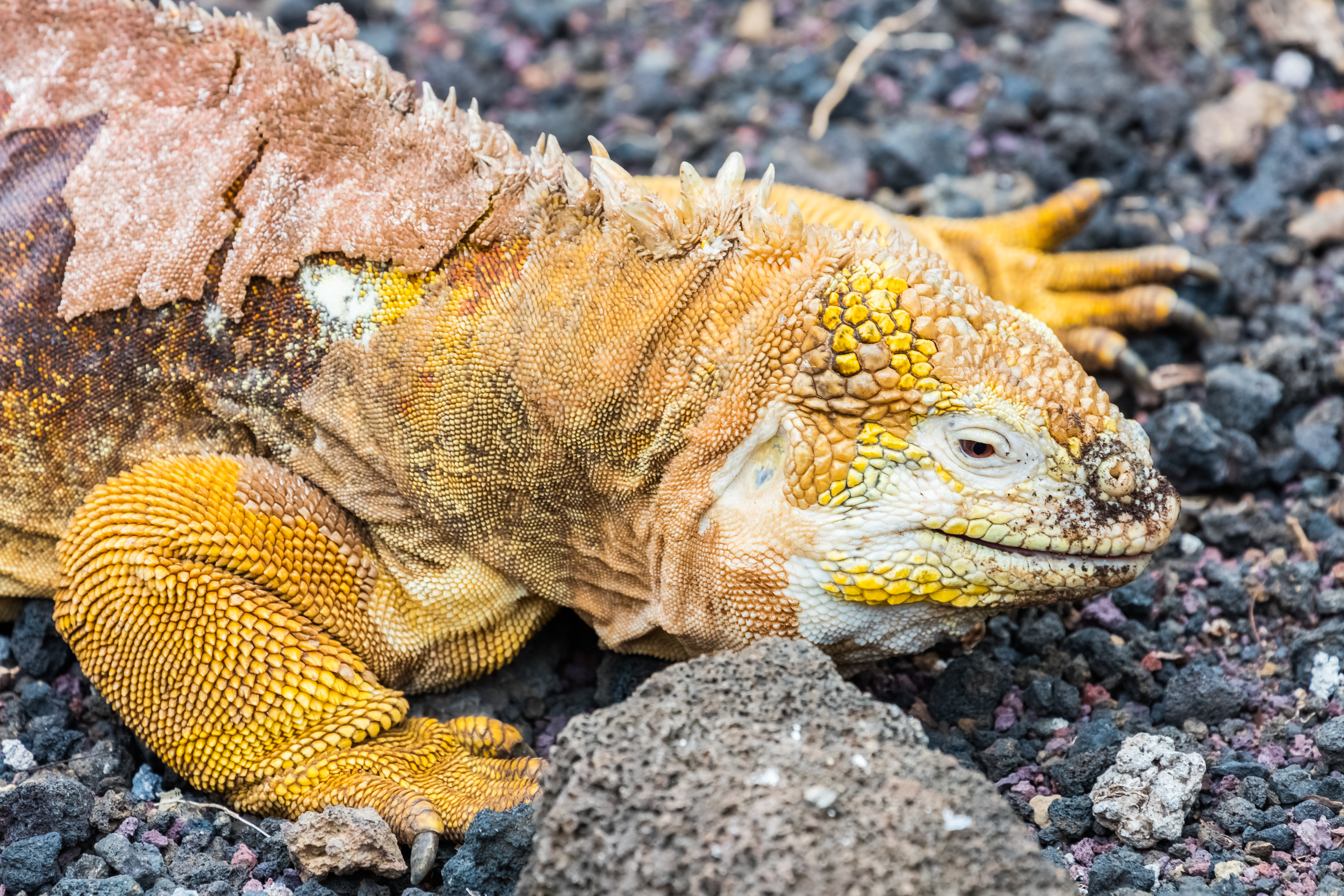 Iguana terrestre (Conolophus subcristatus), isla Santa Cruz, islas Galápagos, Ecuador, 2015-07-26, DD 11