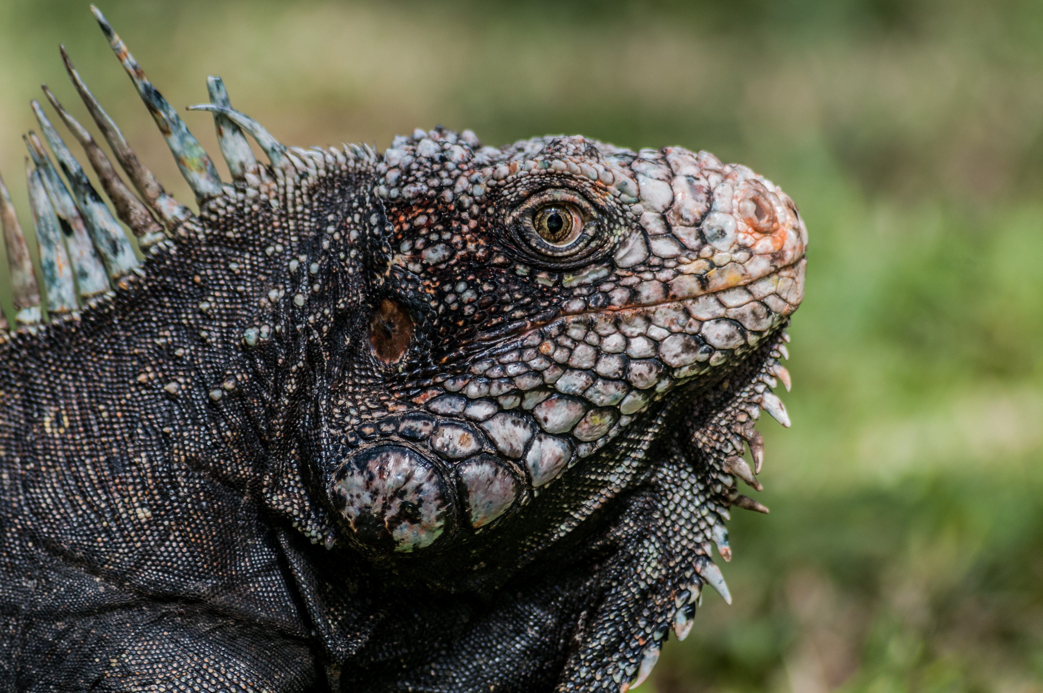 Iguanidae head from Venezuela