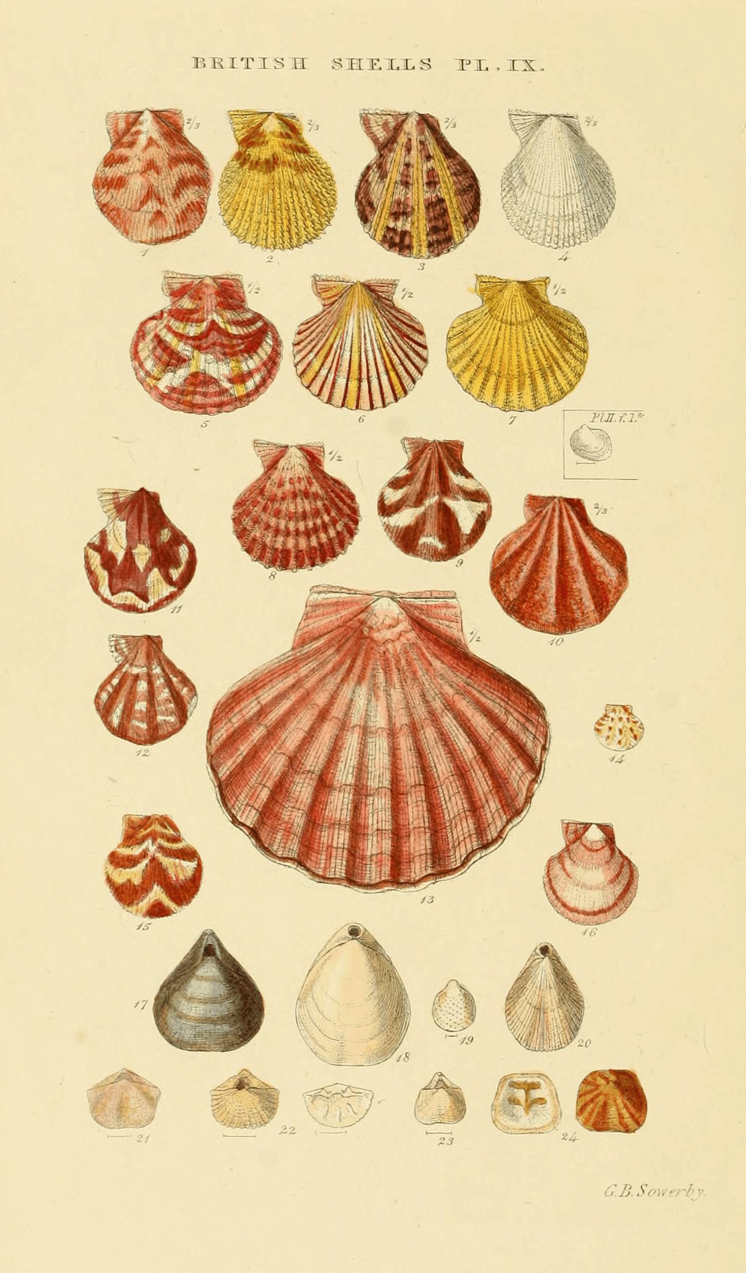 Illustrated Index of British Shells Plate 09
