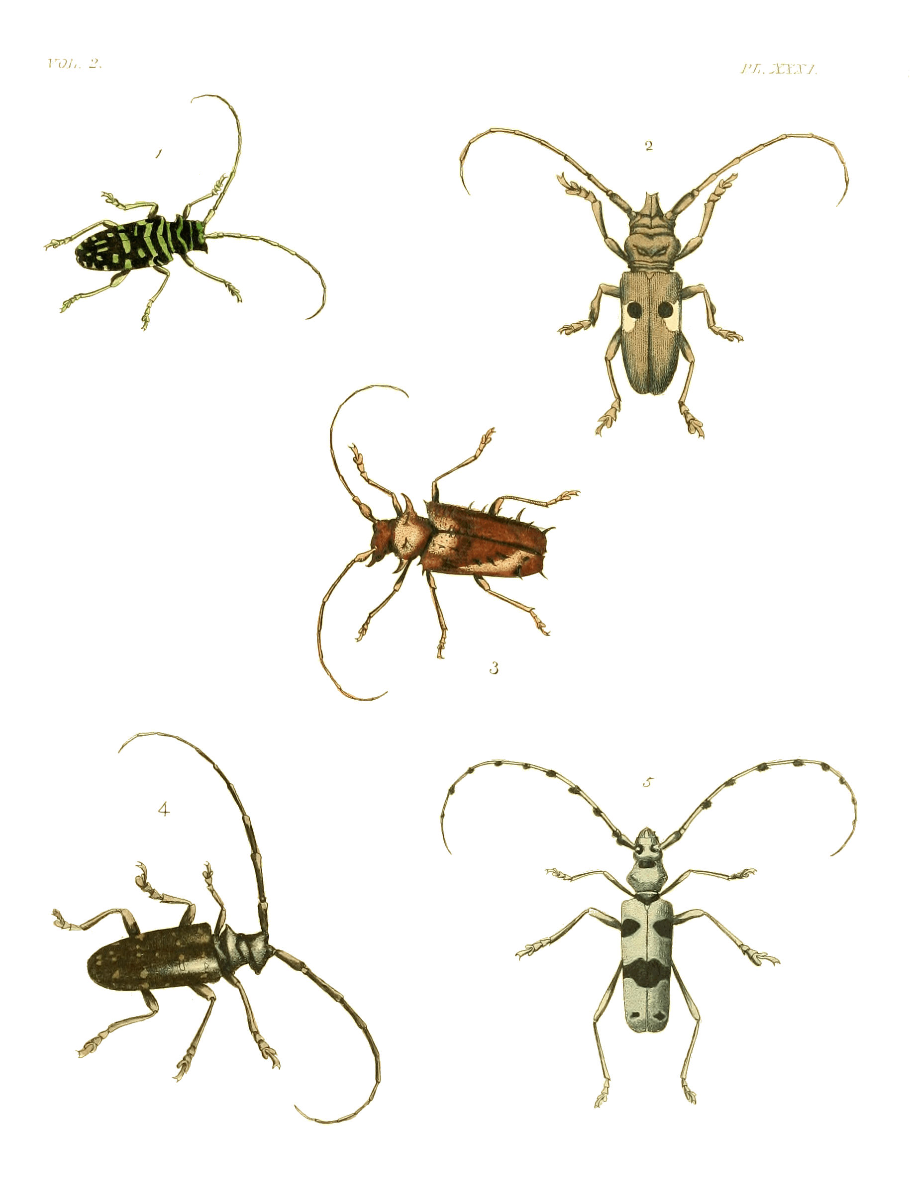 Illustrations of Exotic Entomology II 31