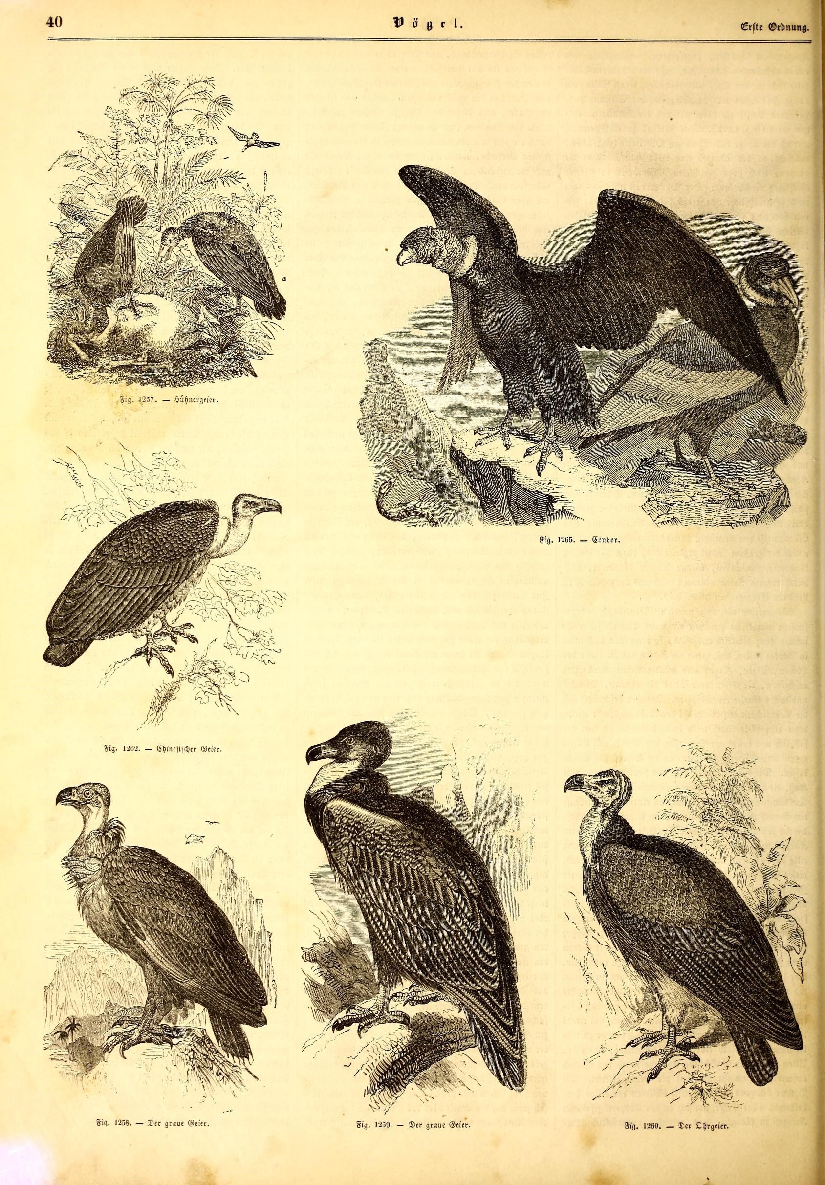 Illustrirte naturgeschichte des thierreichs (9799725786)