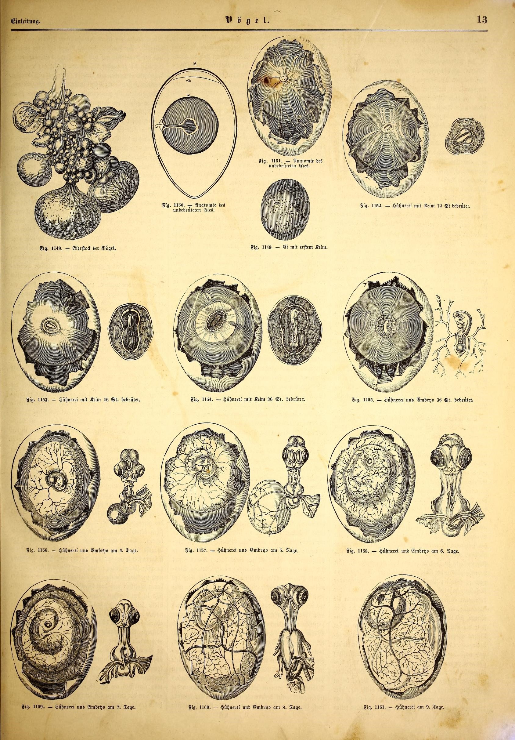 Illustrirte naturgeschichte des thierreichs (9799730823)