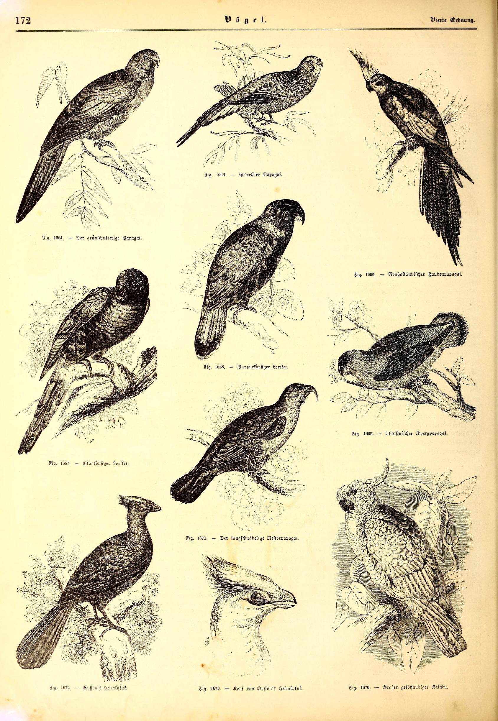Illustrirte naturgeschichte des thierreichs (9800112814)