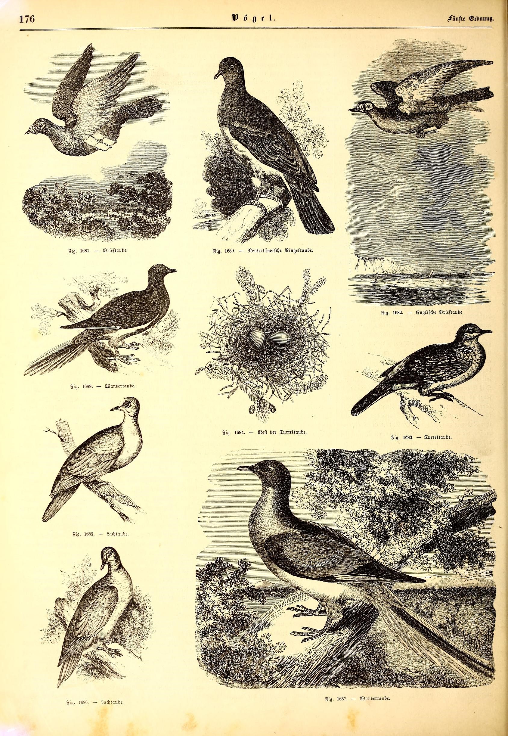 Illustrirte naturgeschichte des thierreichs (9800186333)
