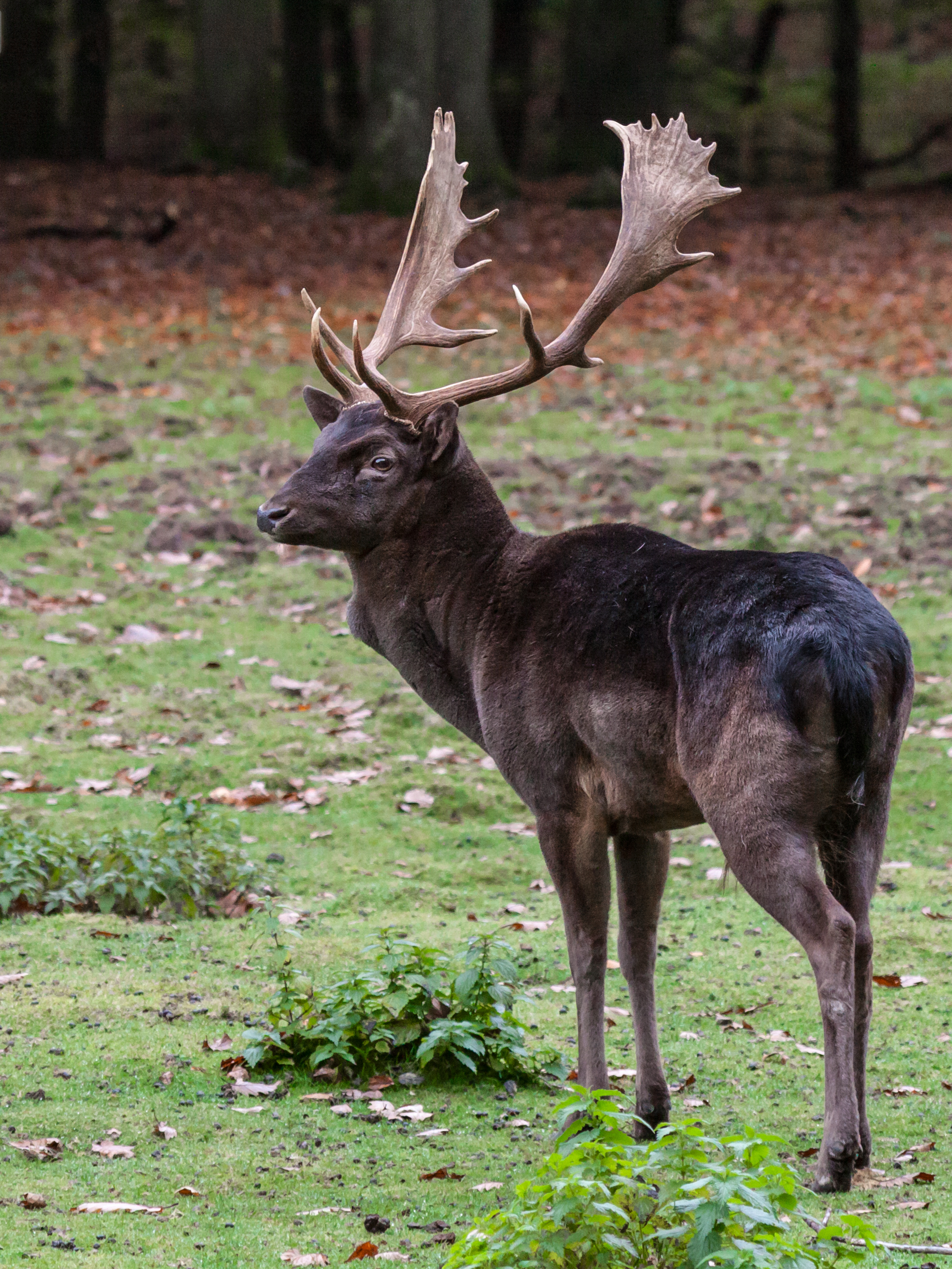 IMG Damhirsch 1356