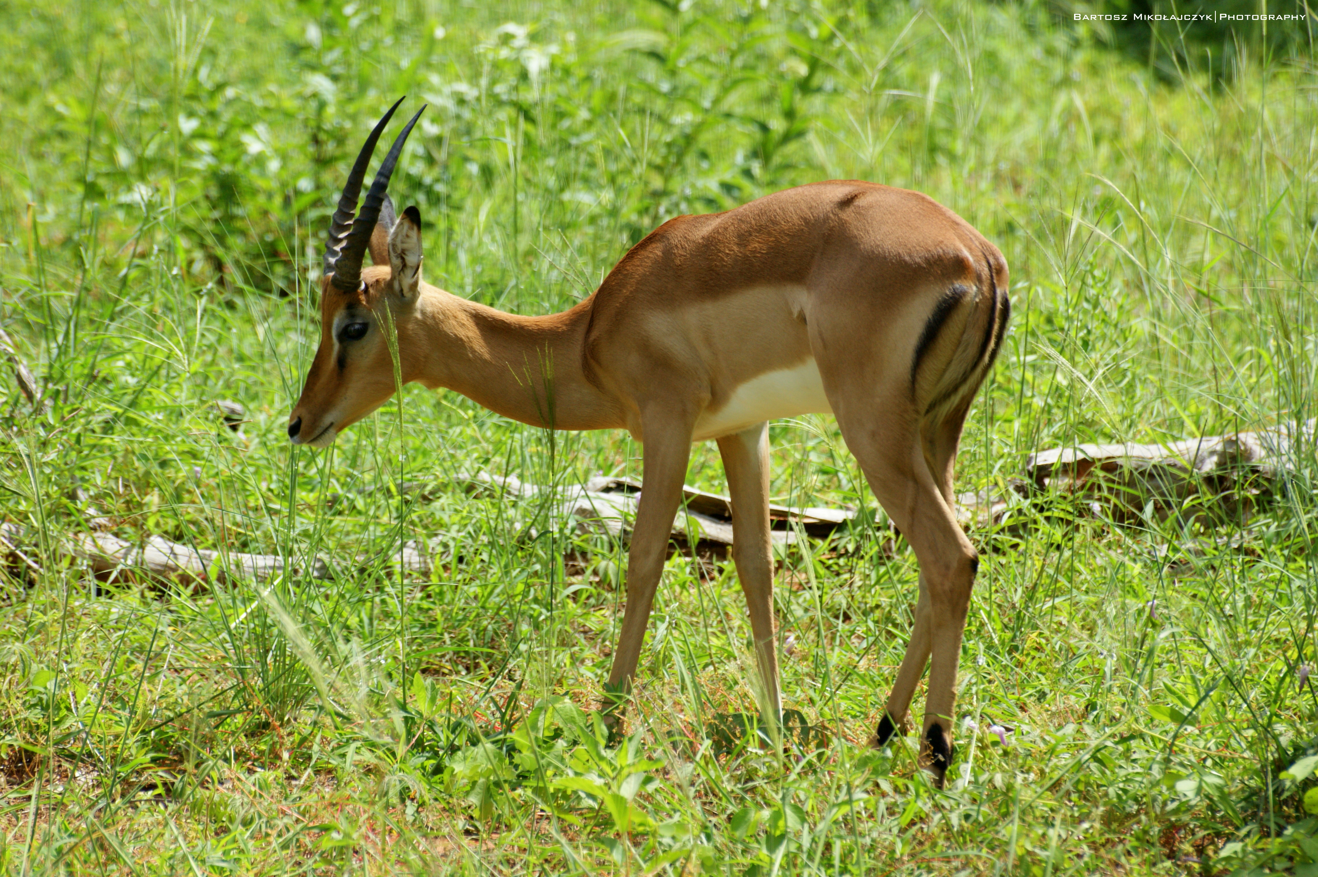 Impala 2014 1
