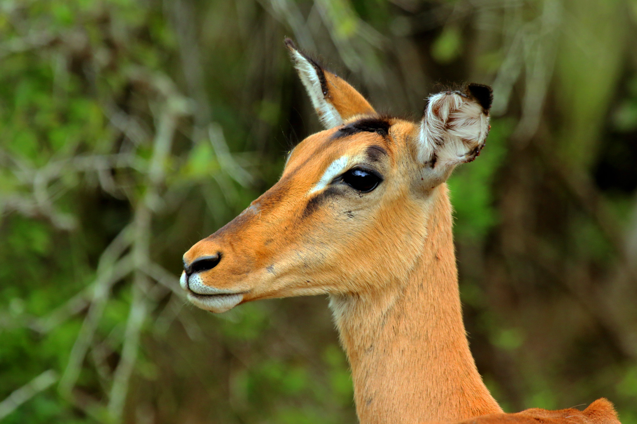 Impala (Aepyceros melampus) female head