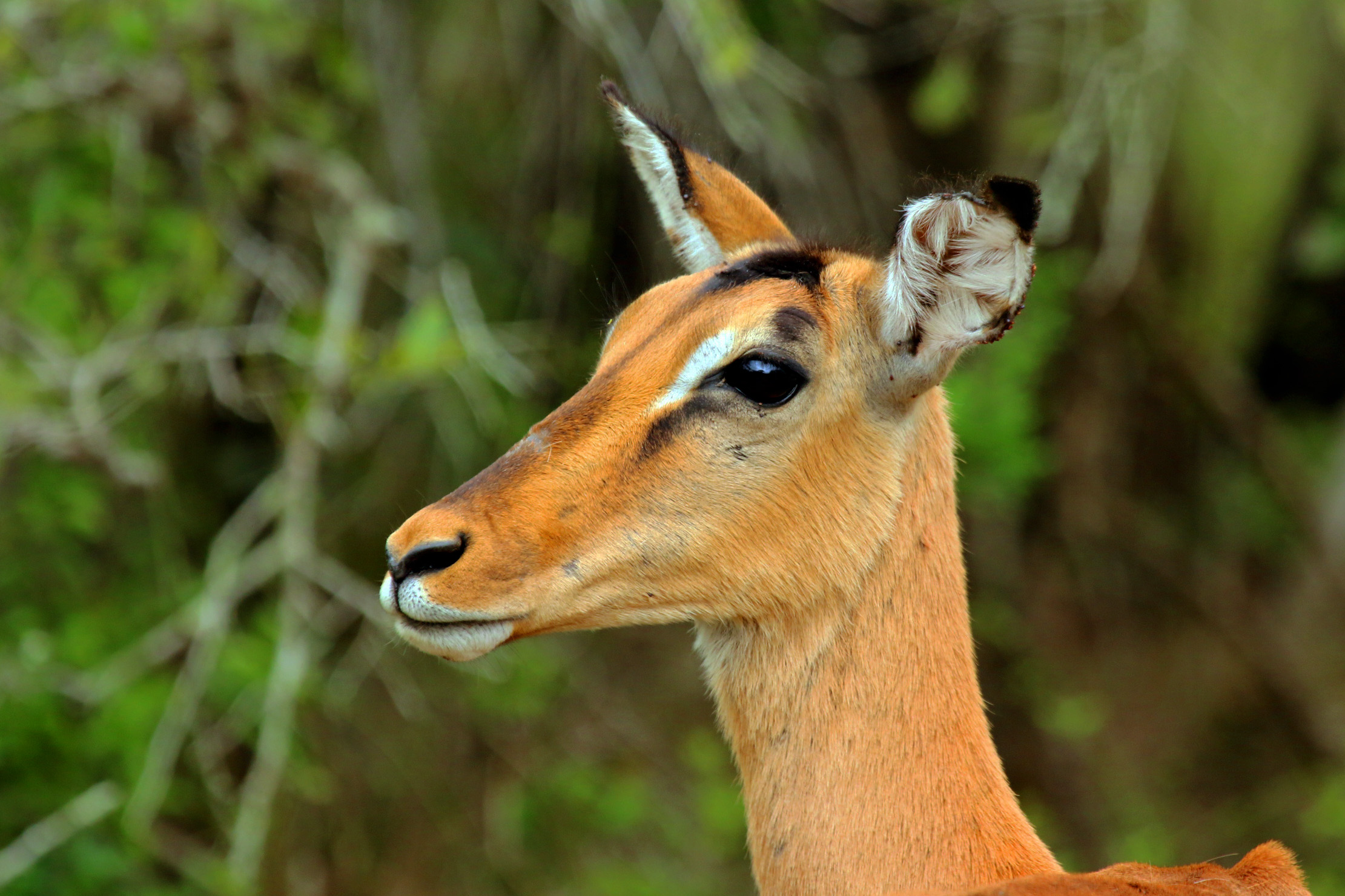 Impala (Aepyceros melampus) female head