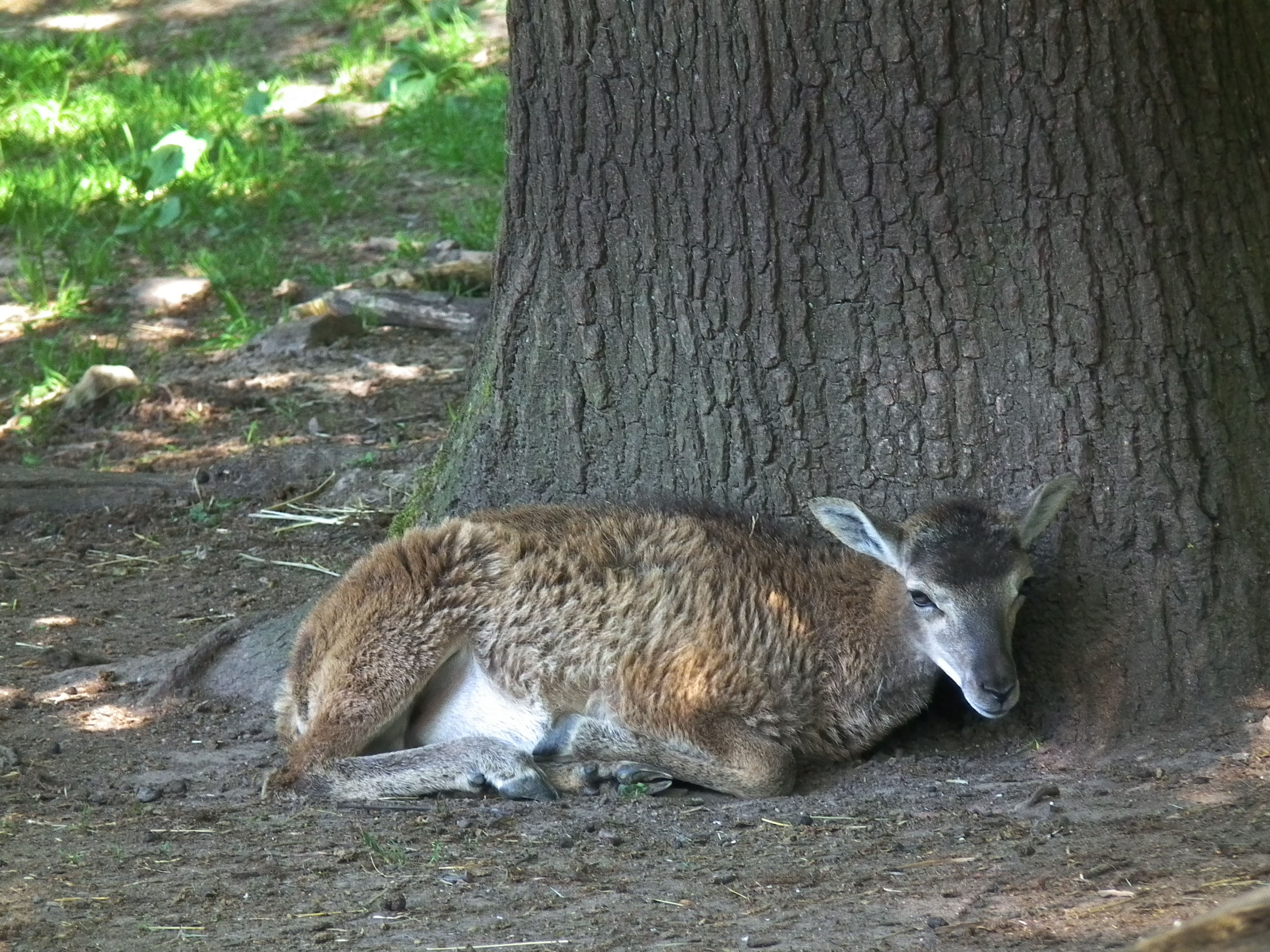 In Kauerstellung an einem Baum Wildpark Pforzheim